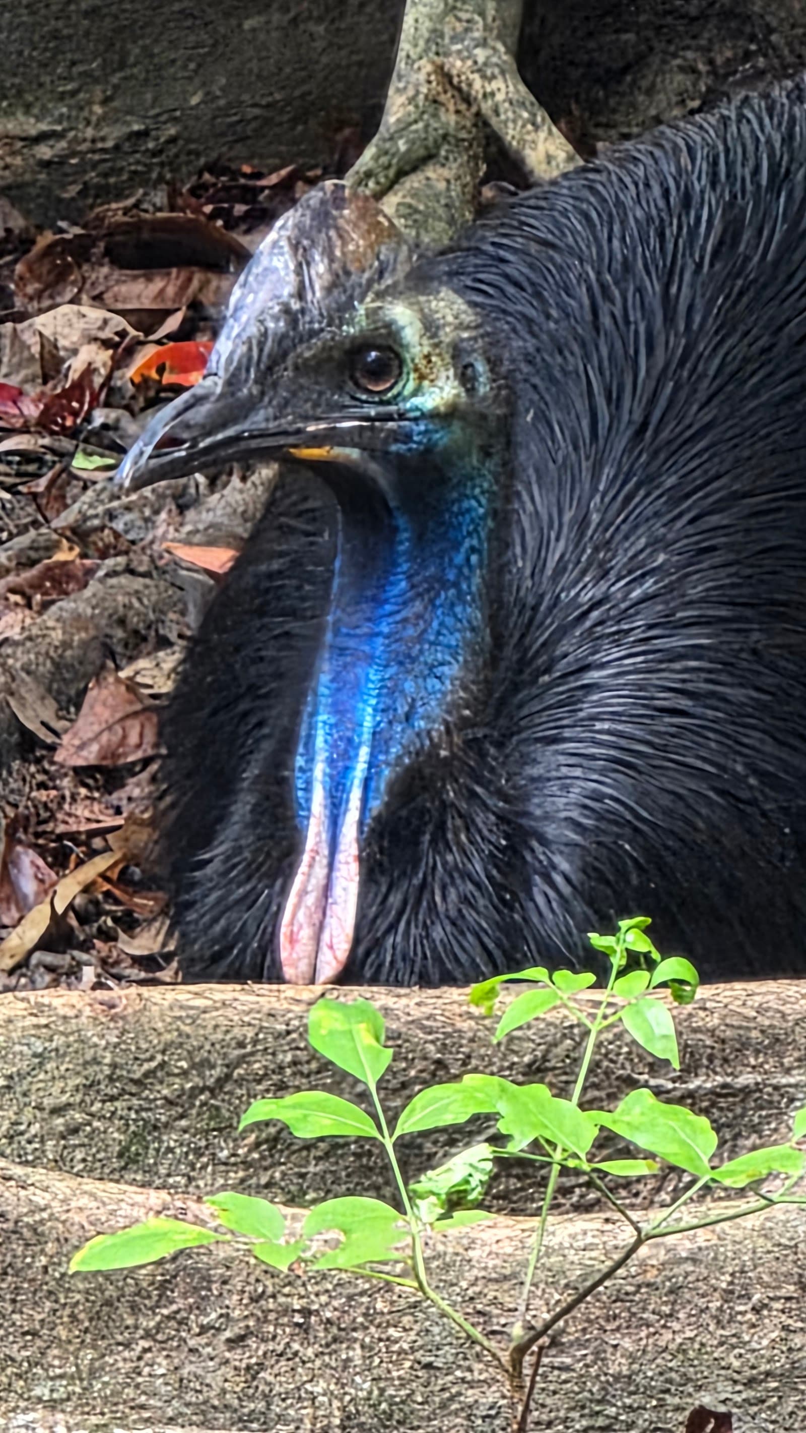 David Fleay Wildlife Park — Palm Beach, Gold Coast