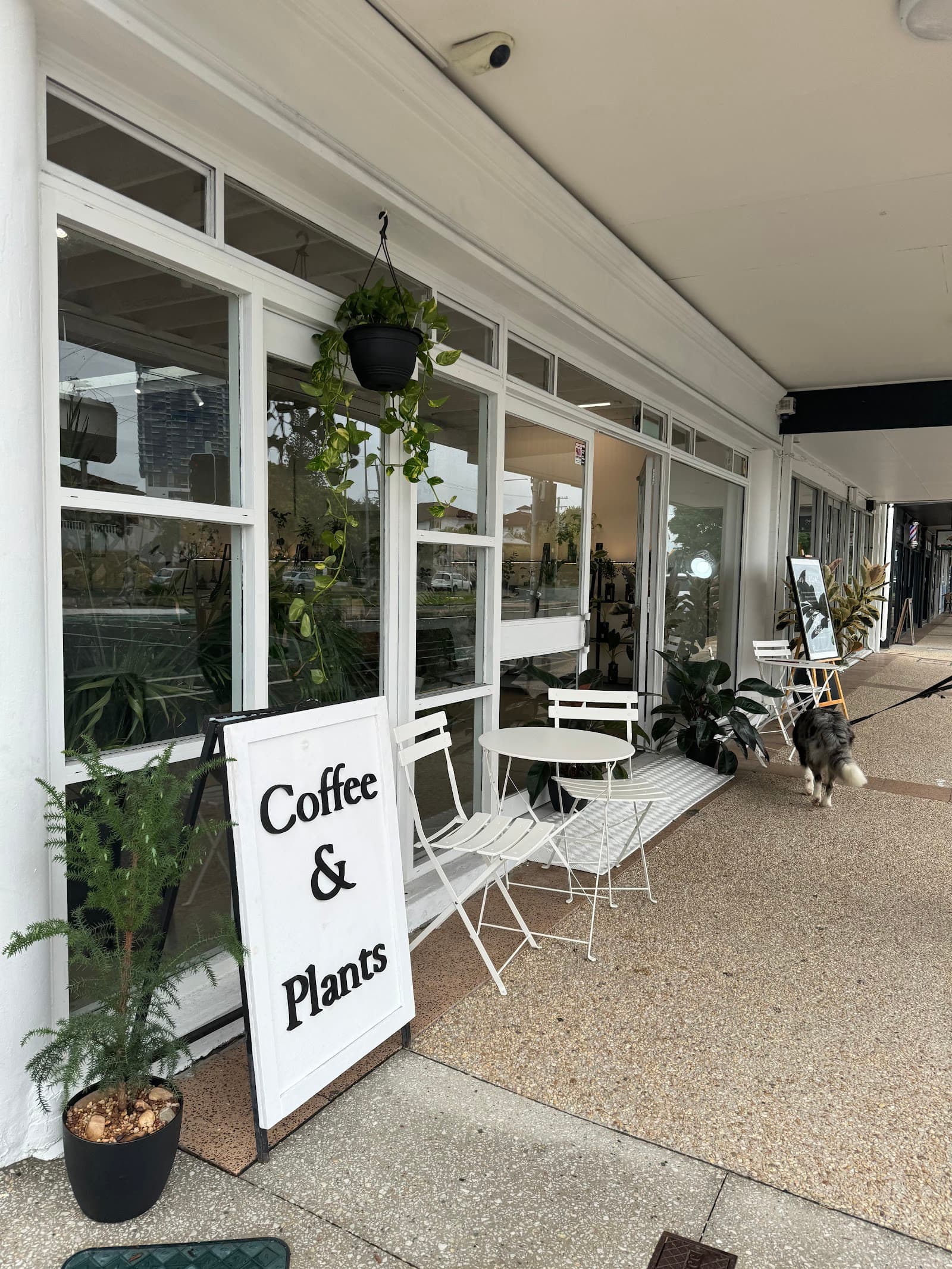 Photosynthesis — Southport, Gold Coast
