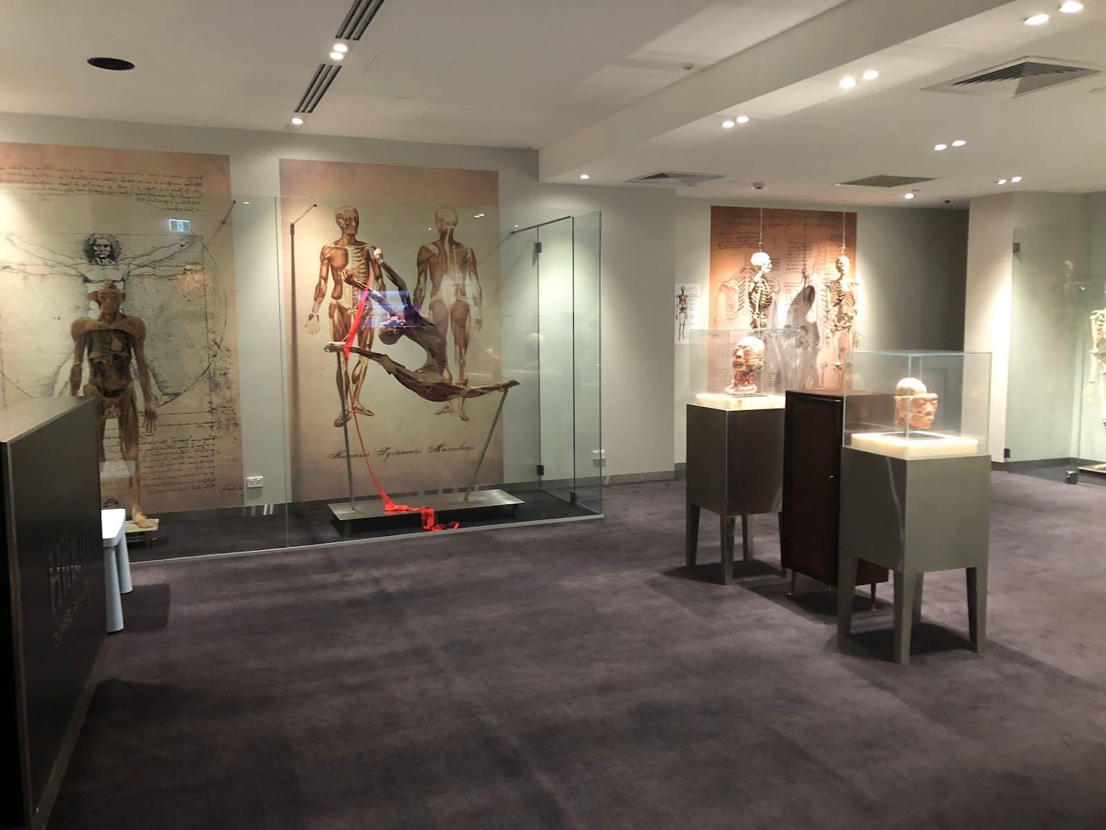 The Real Human Anatomy Exhibition — Palm Beach, Gold Coast