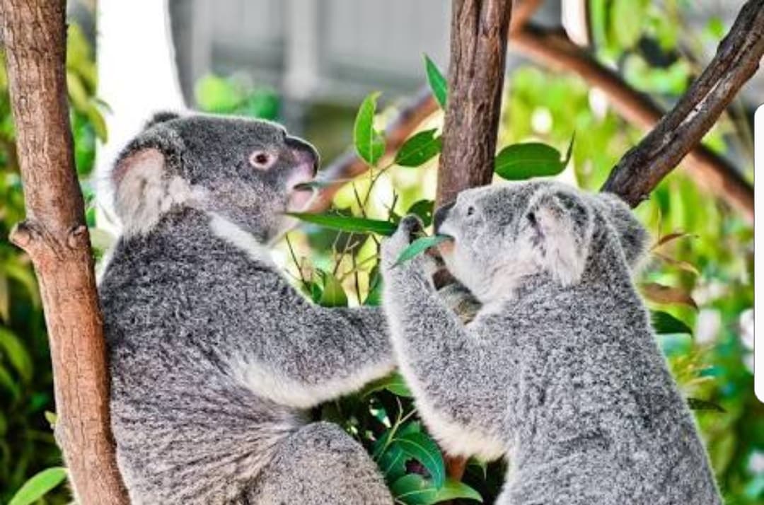 Currumbin Wildlife Sanctuary — Robina, Gold Coast
