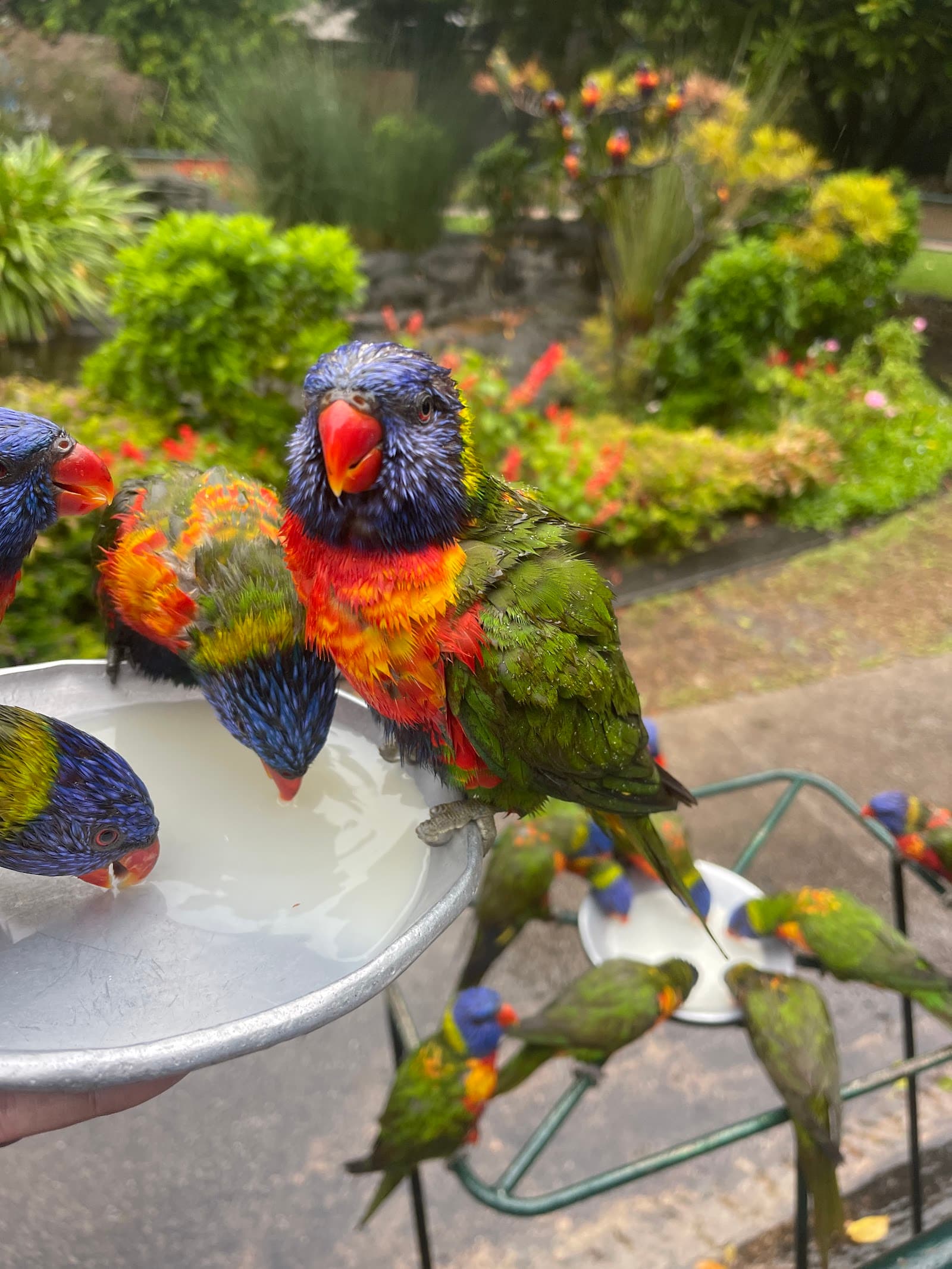 Lorikeet Feeding — Currumbin, Gold Coast