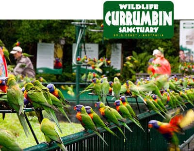 Lorikeet Feeding — Currumbin, Gold Coast