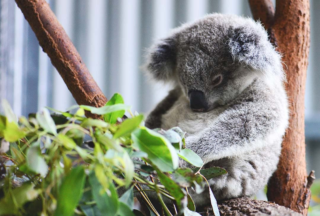 Currumbin Wildlife Hospital — Currumbin, Gold Coast