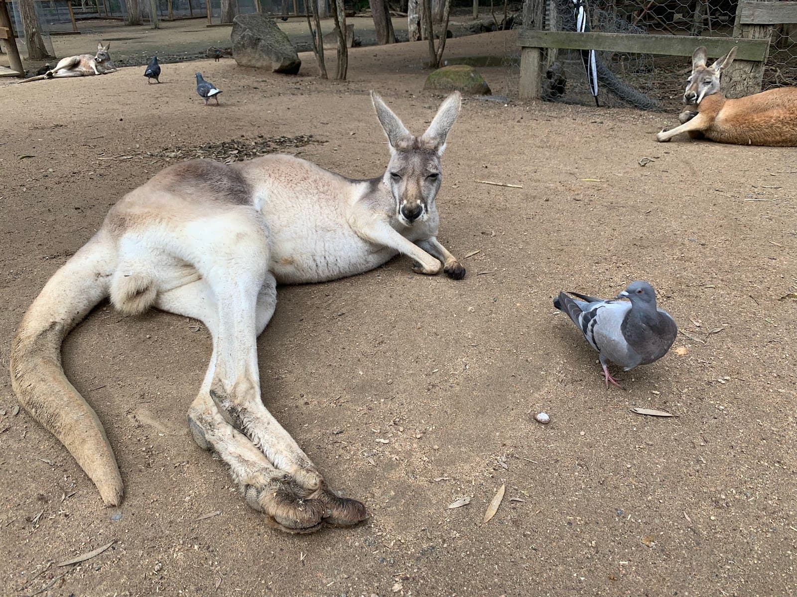 National Trust of Australia Queensland — Currumbin, Gold Coast