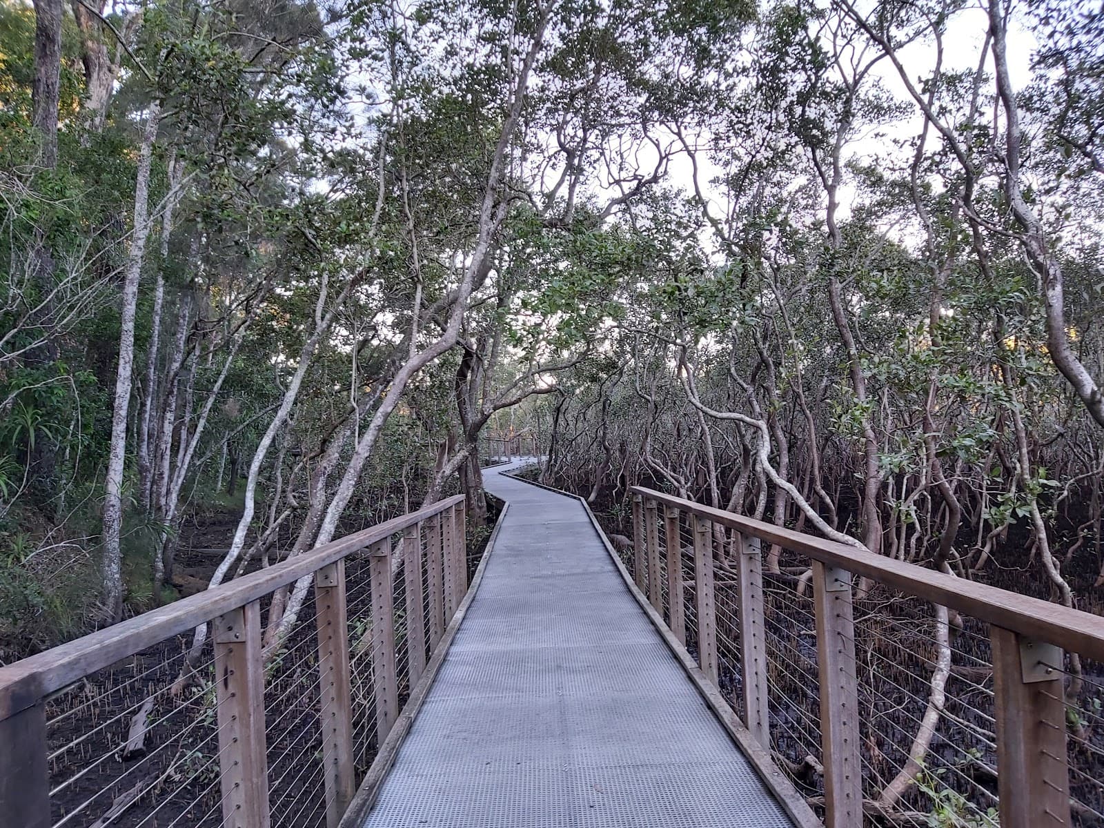 Tallebudgera Creek Conservation Park — Palm Beach, Gold Coast