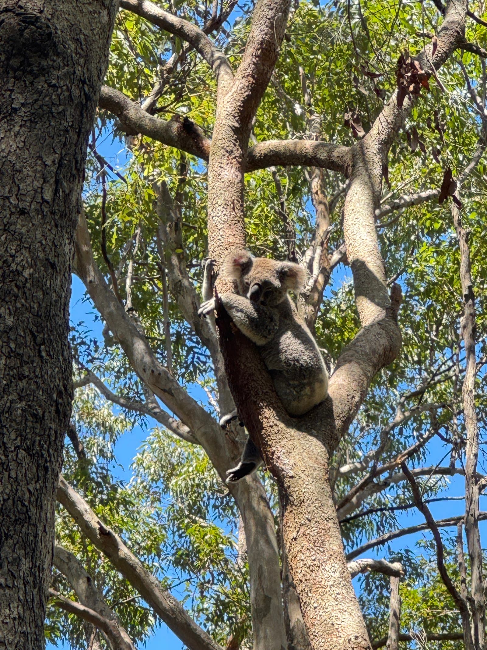 Burleigh Ridge Park — Burleigh Heads, Gold Coast