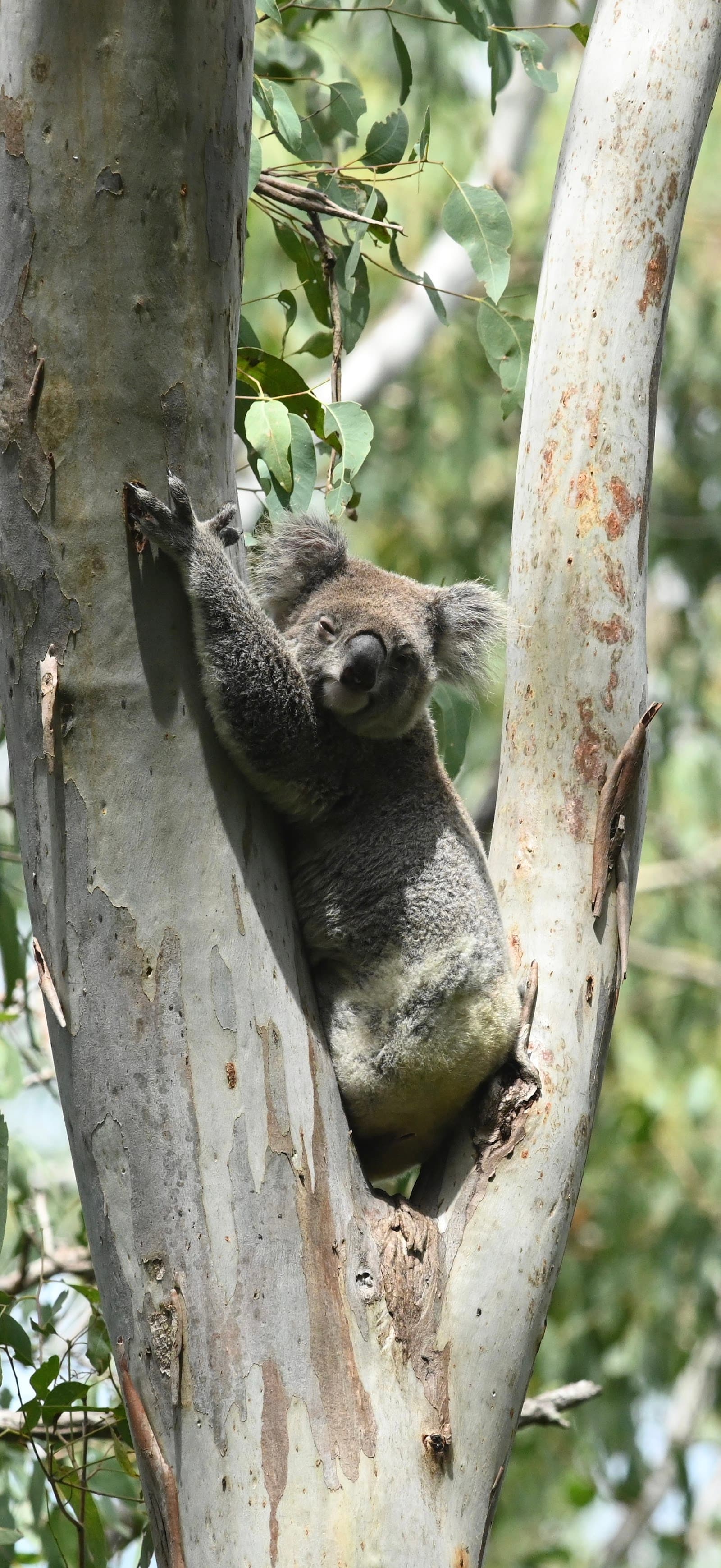 Burleigh Ridge Park — Burleigh Heads, Gold Coast