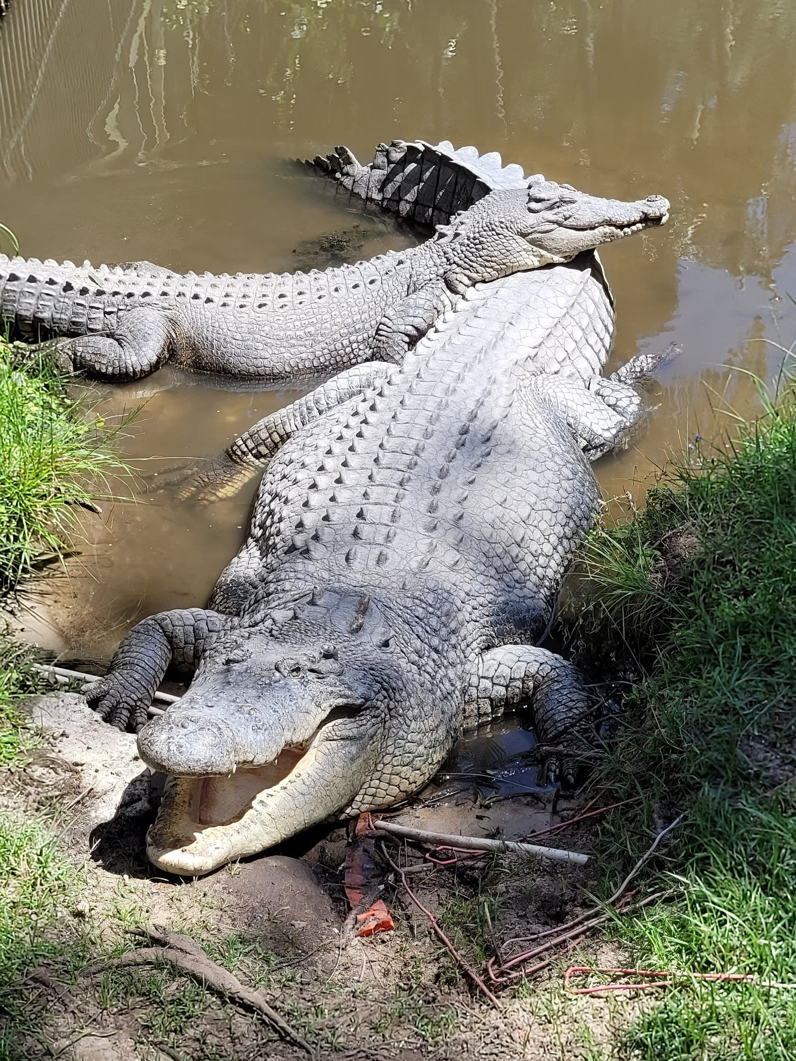 Fleays Wildlife Conservation Park — Burleigh Heads, Gold Coast