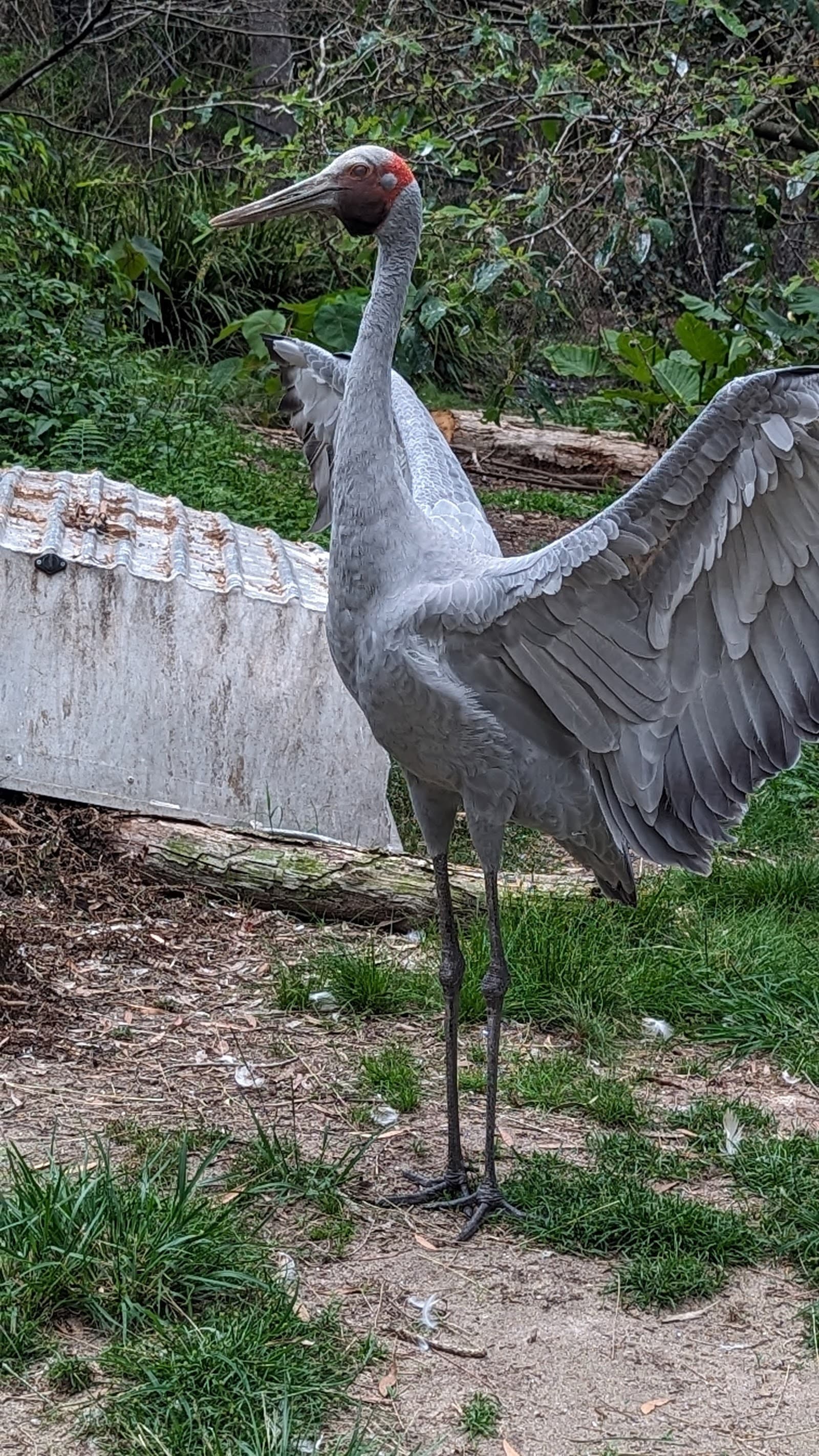 Fleays Wildlife Conservation Park — Burleigh Heads, Gold Coast