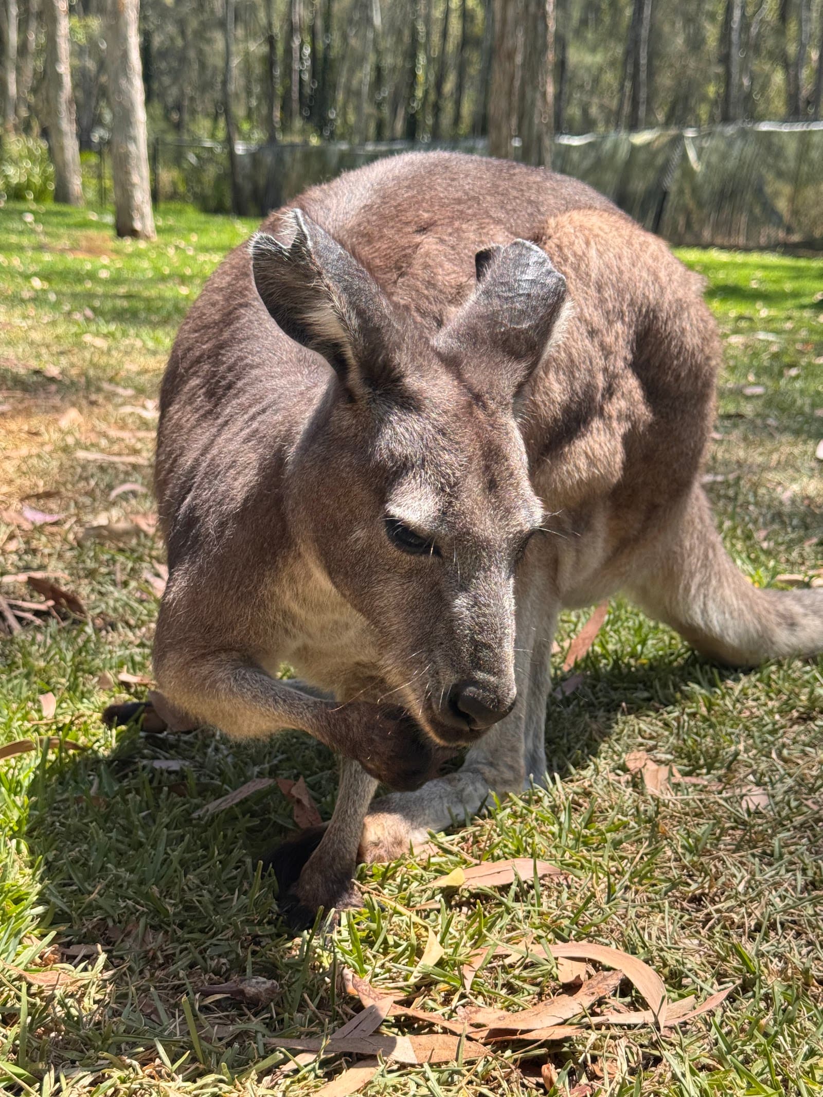 Fleays Wildlife Conservation Park — Burleigh Heads, Gold Coast