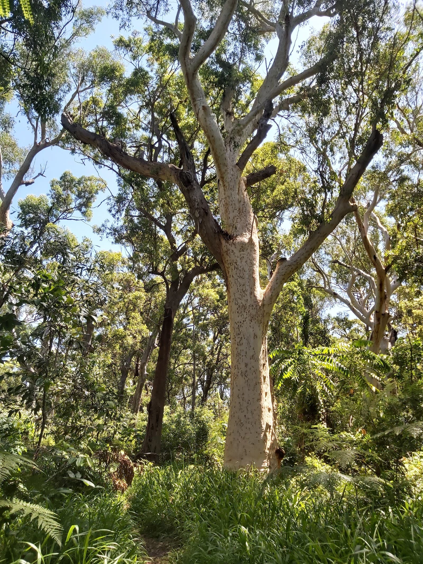 Burleigh Knoll Conservation Park — Miami, Gold Coast