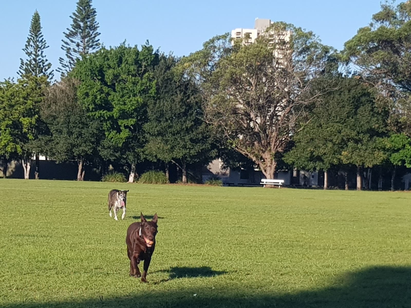 Burleigh Knoll Conservation Park — Miami, Gold Coast