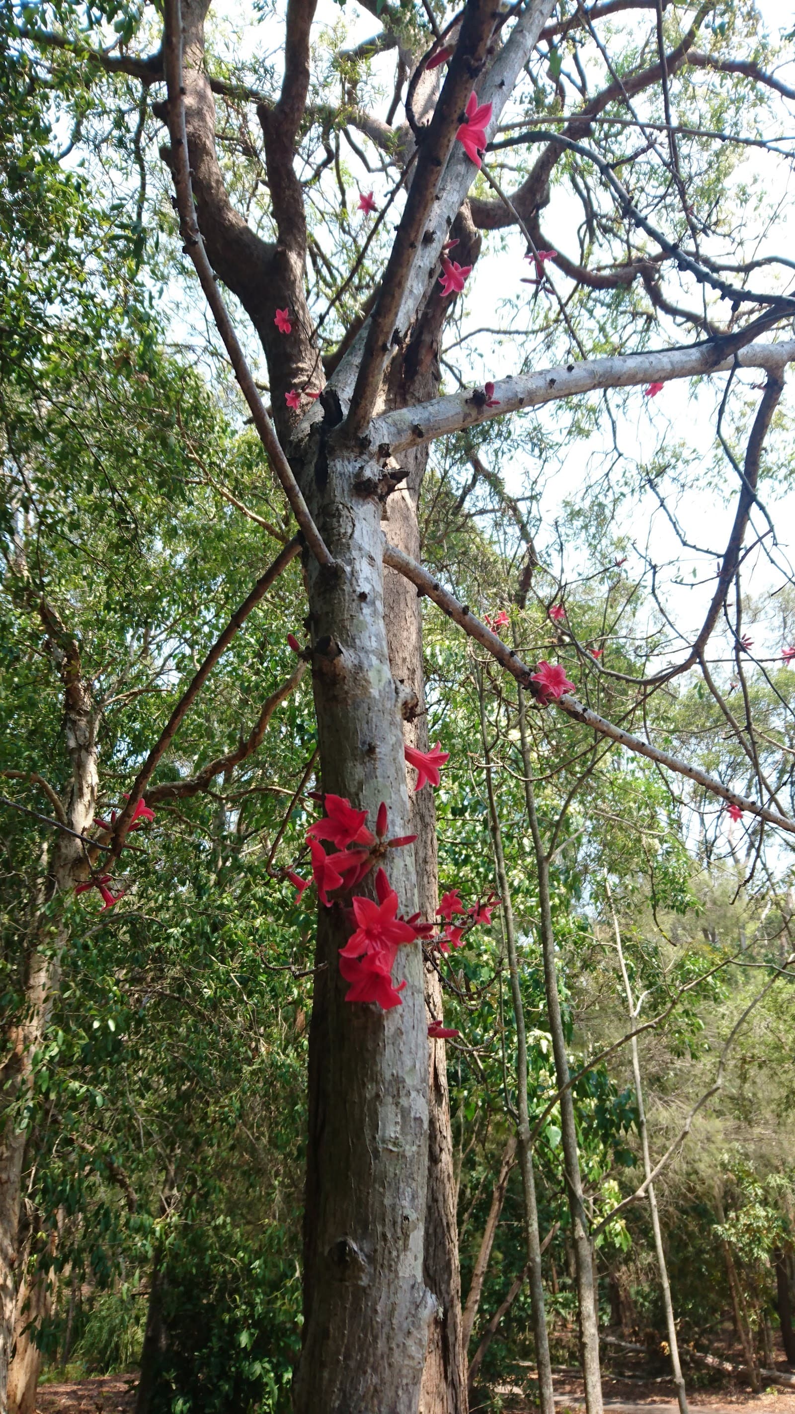 Musgrave Park — Southport, Gold Coast