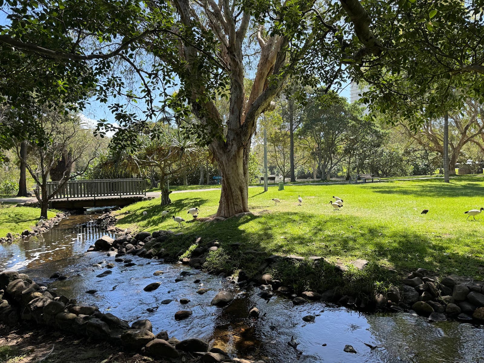 Peacock enclosure — Main Beach, Gold Coast