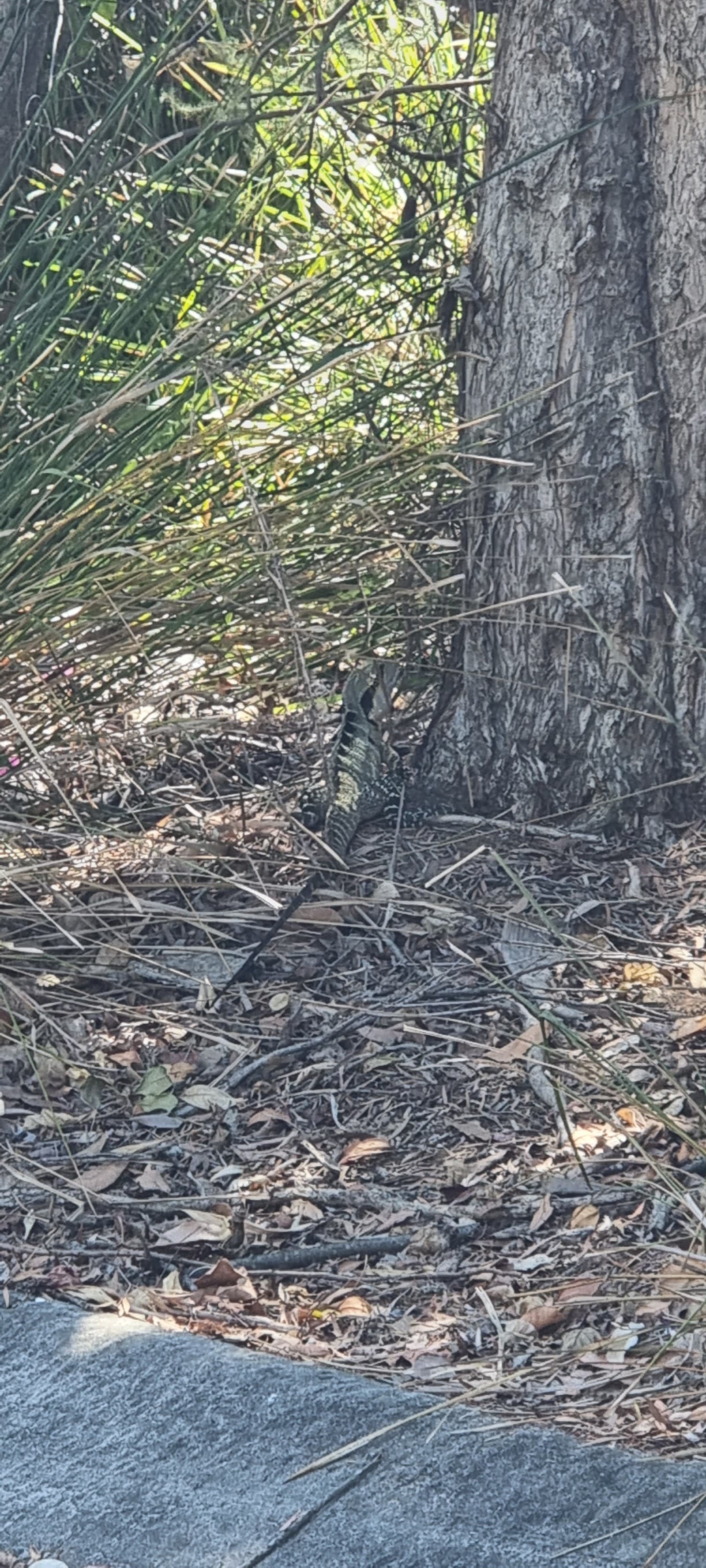 Kombumerri Park — Mermaid Beach, Gold Coast