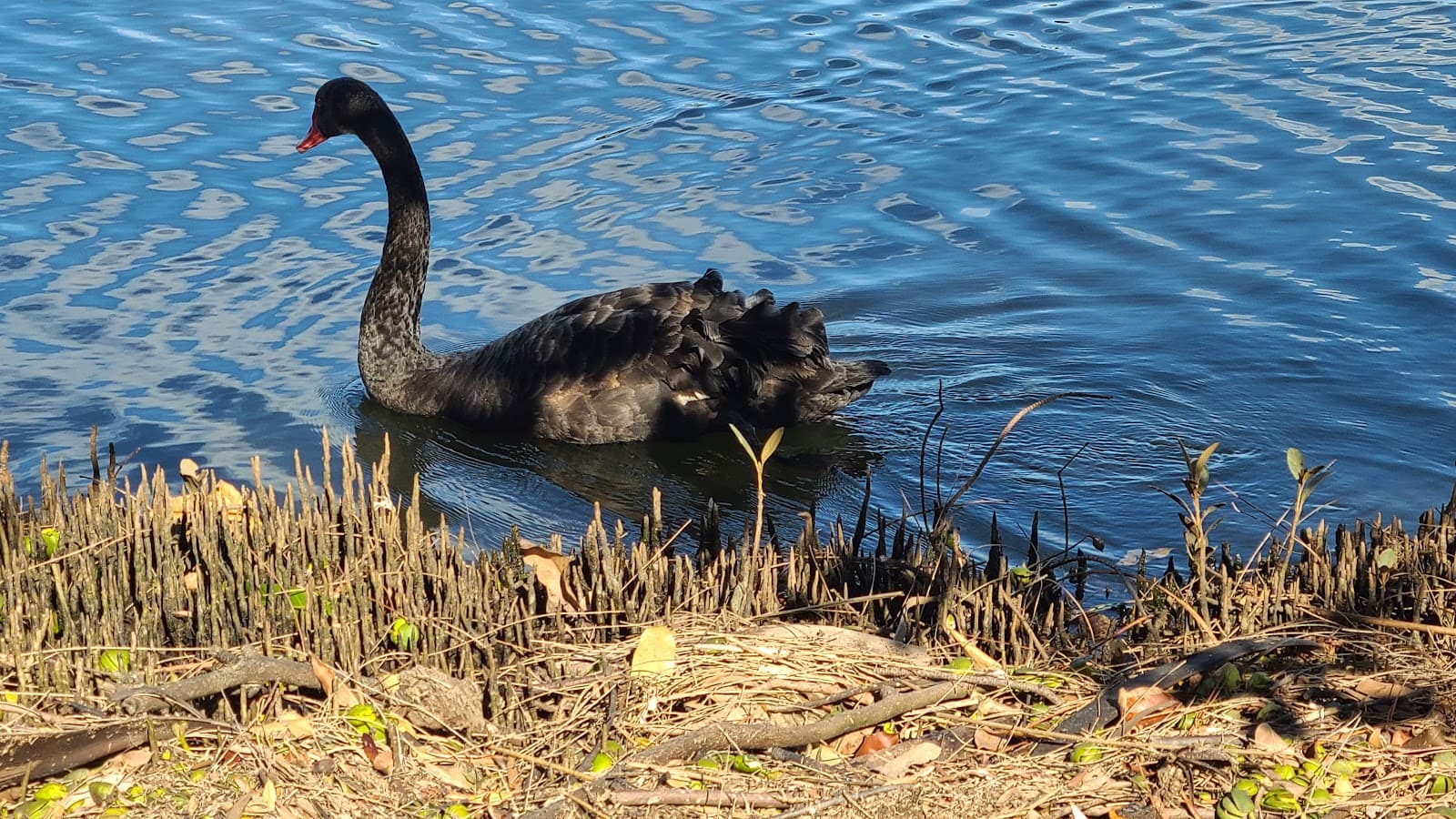 Elizabeth Sloper Park — Palm Beach, Gold Coast