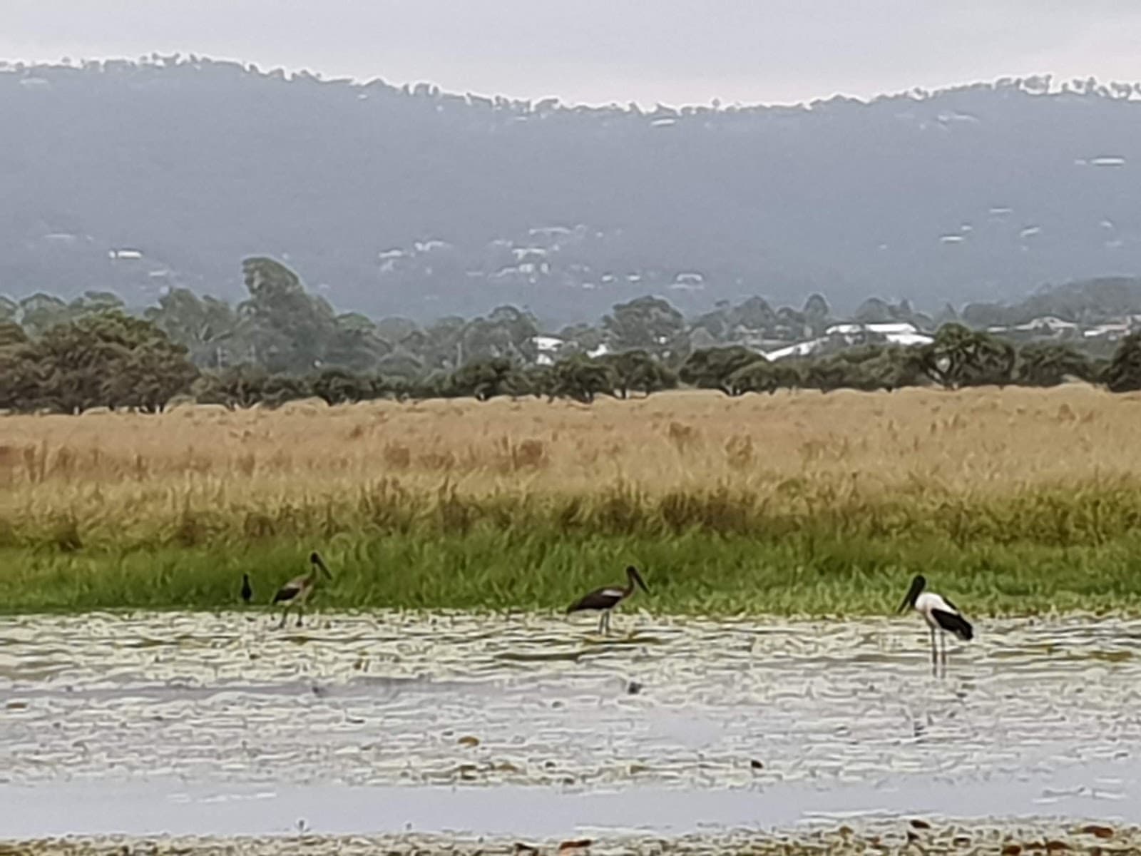 Robina Lions Club Park — Robina, Gold Coast