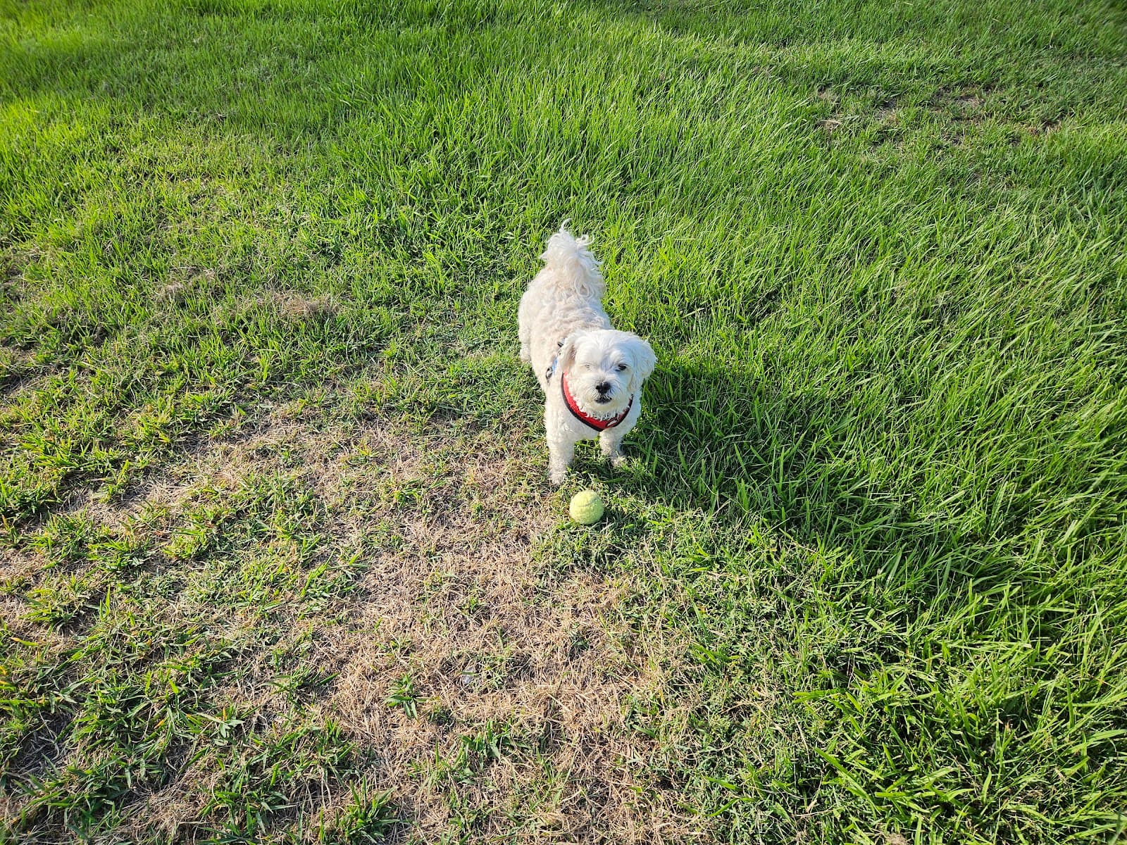 Robina Parkway Park Fenced Dog Park — Robina, Gold Coast