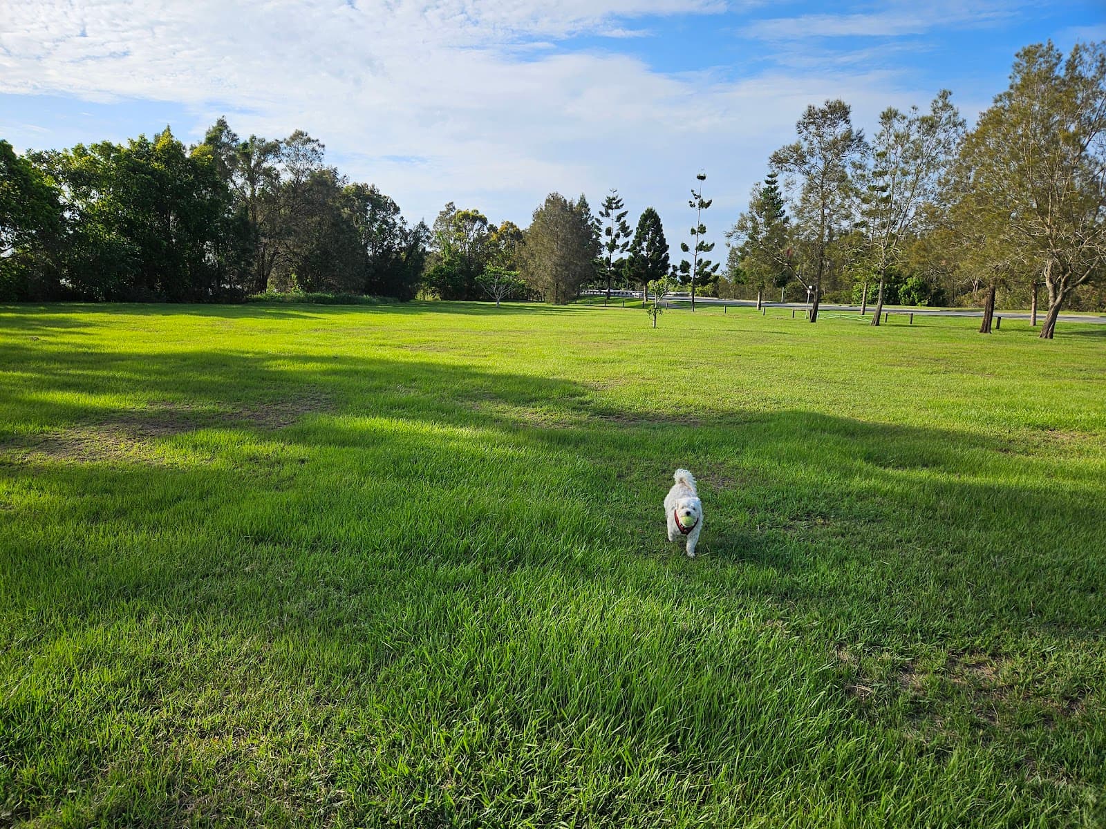 Robina Parkway Park Fenced Dog Park — Robina, Gold Coast