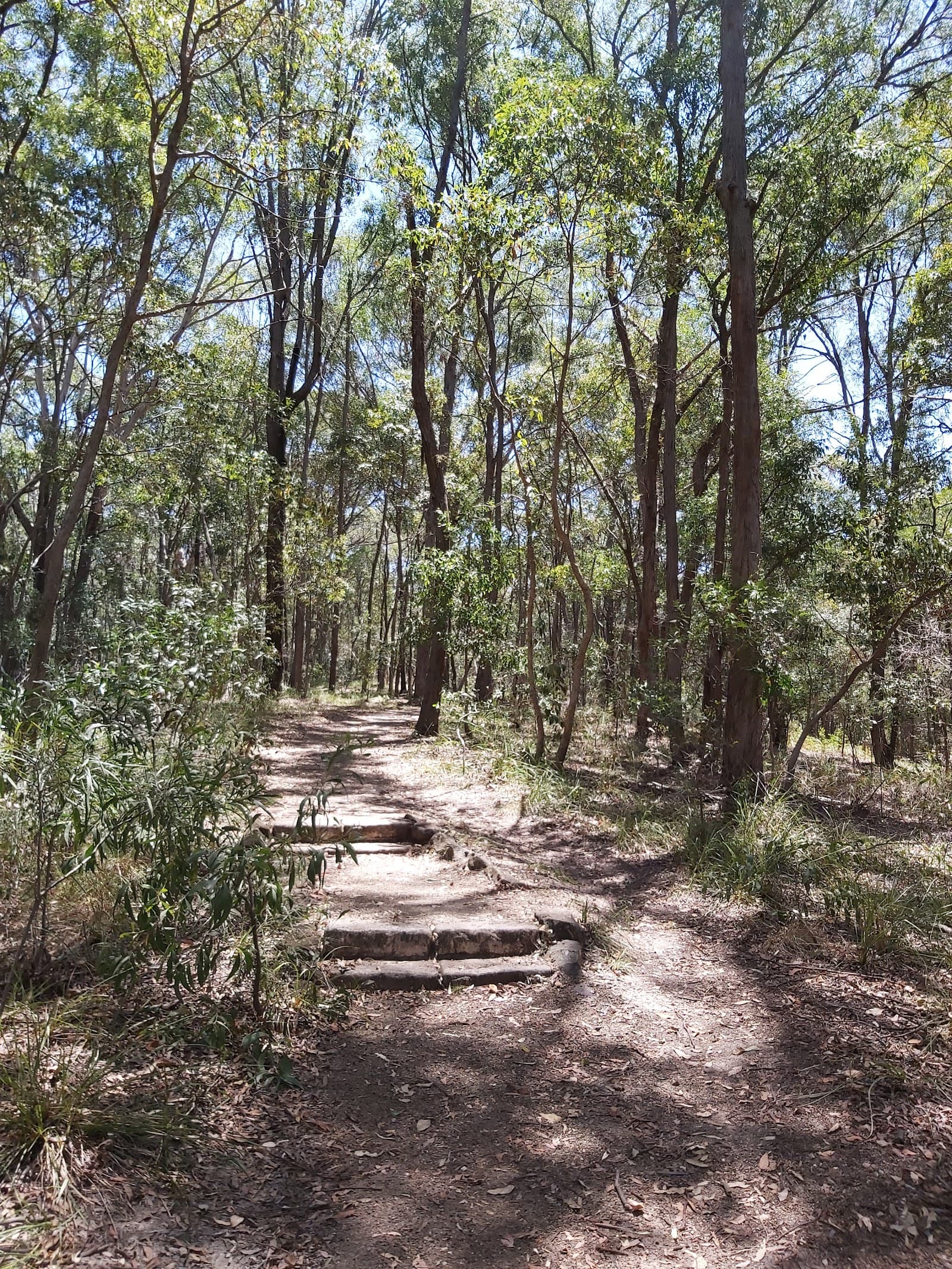 Miami Bushland Reserve — Miami, Gold Coast