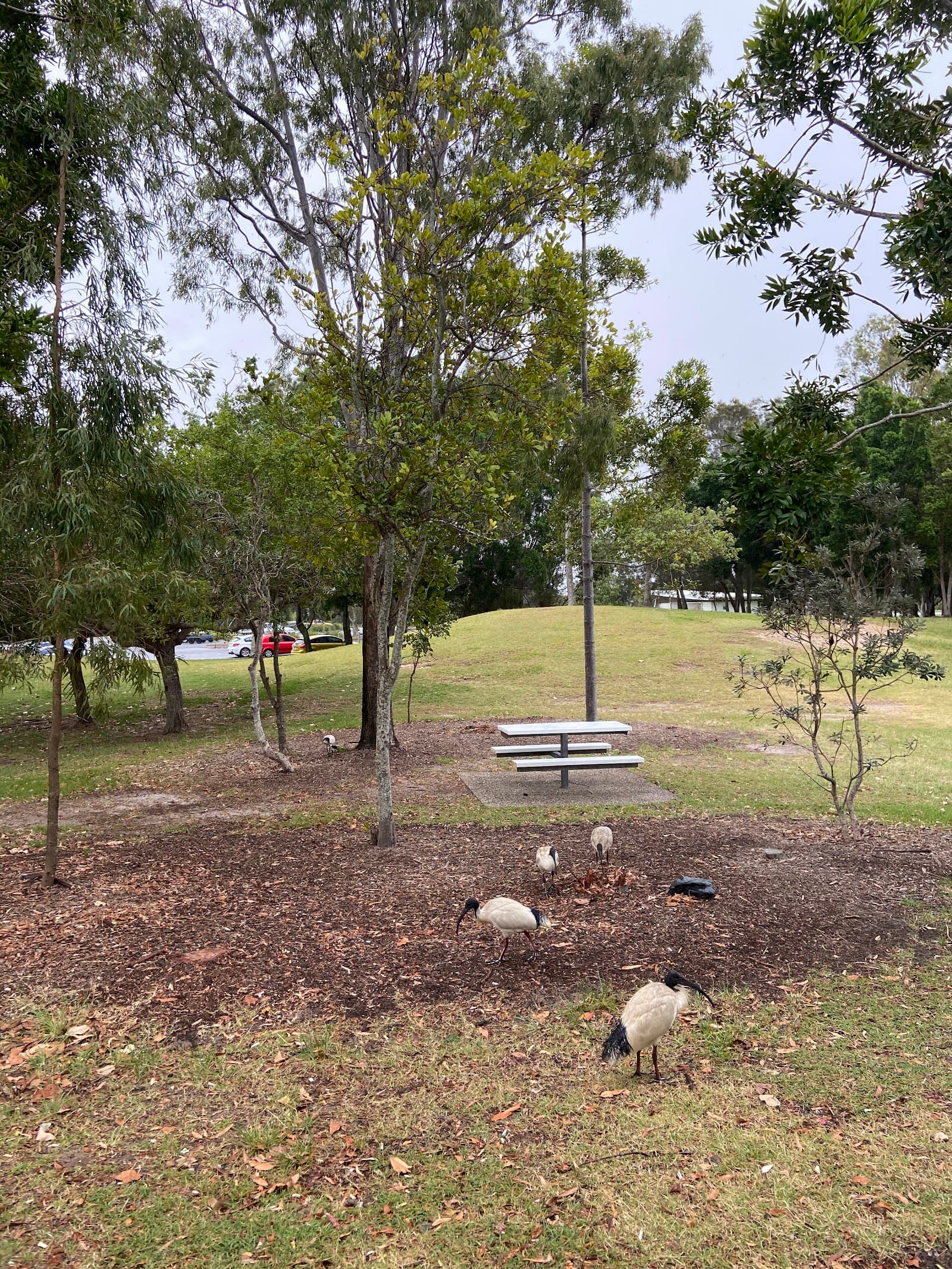 Jabiru Island Park — Hope Island, Gold Coast