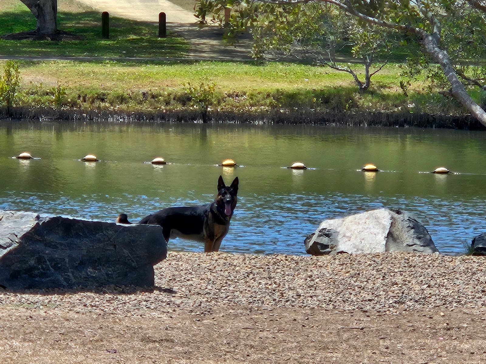 Saltwater Fenced Dog Park — Hope Island, Gold Coast