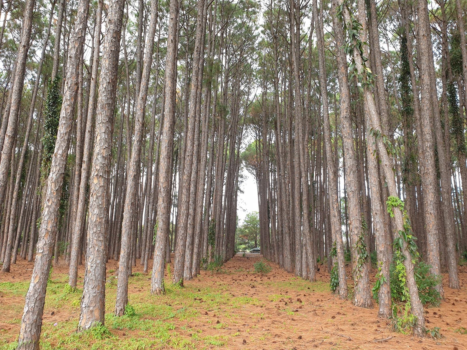 Pizzey Offleash Dog Area — Mermaid Beach, Gold Coast