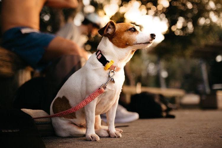 Pizzey Offleash Dog Area — Mermaid Beach, Gold Coast