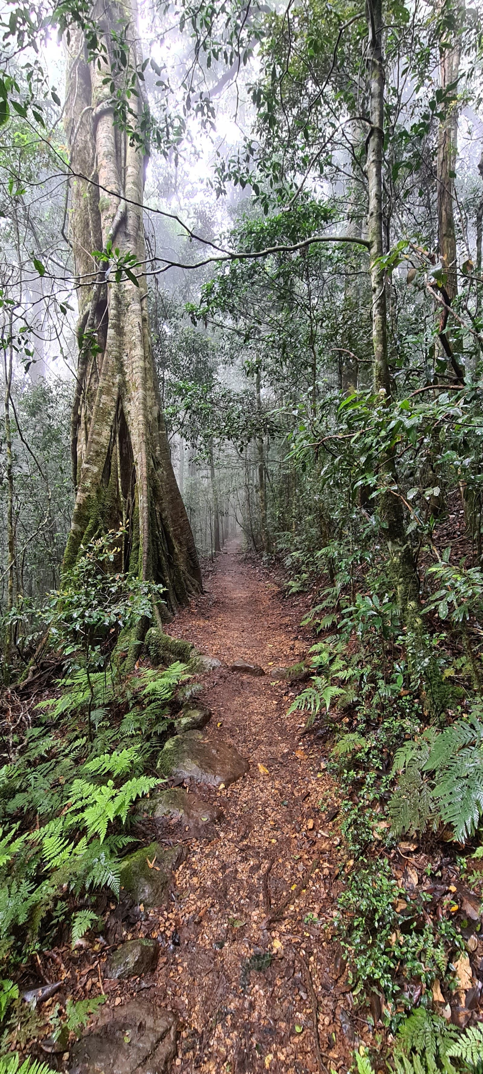 Gold Coast Great Walk - Binna Burra Trailhead — Hope Island, Gold Coast