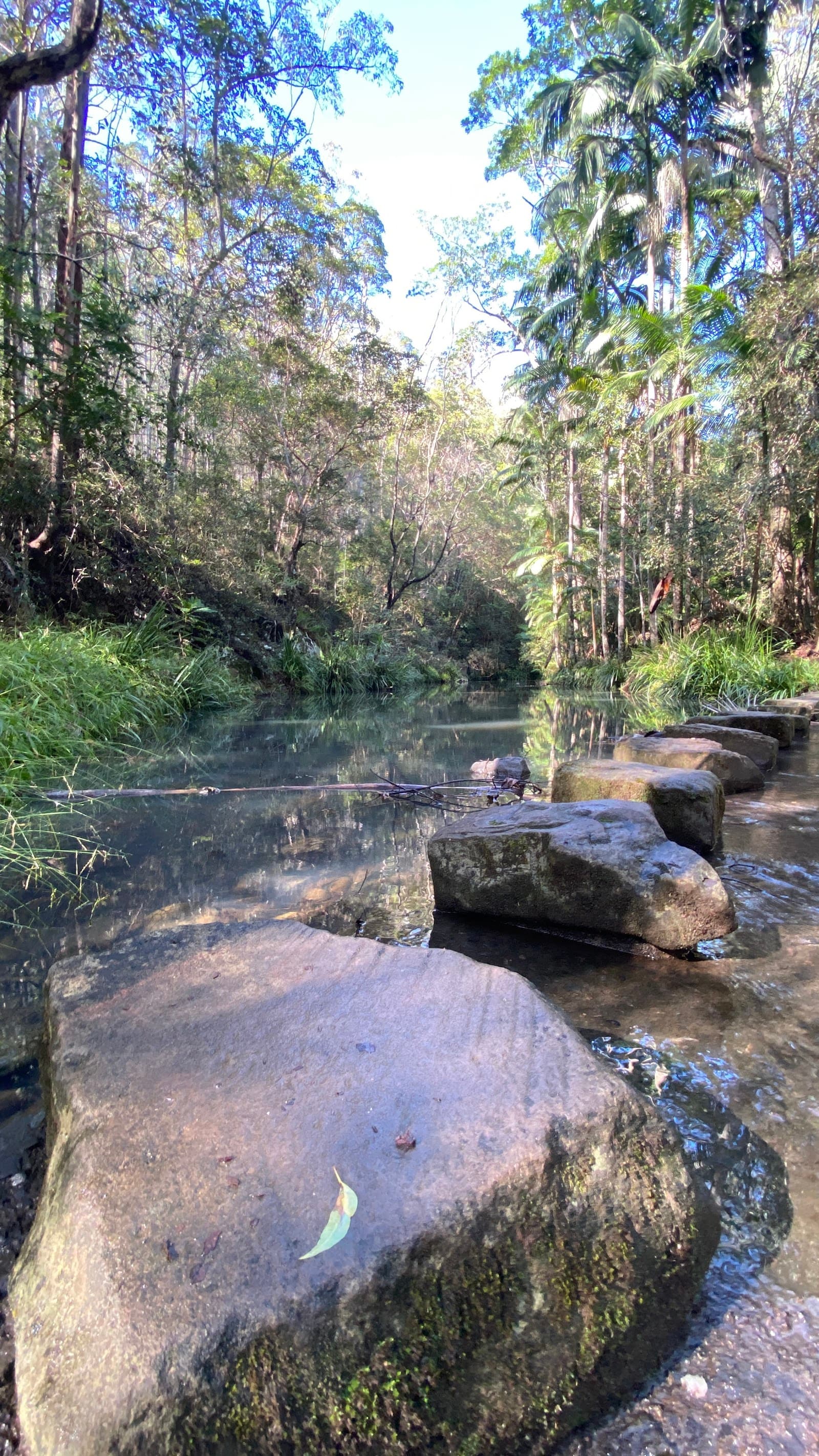 Nerang Conservation Park — Robina, Gold Coast