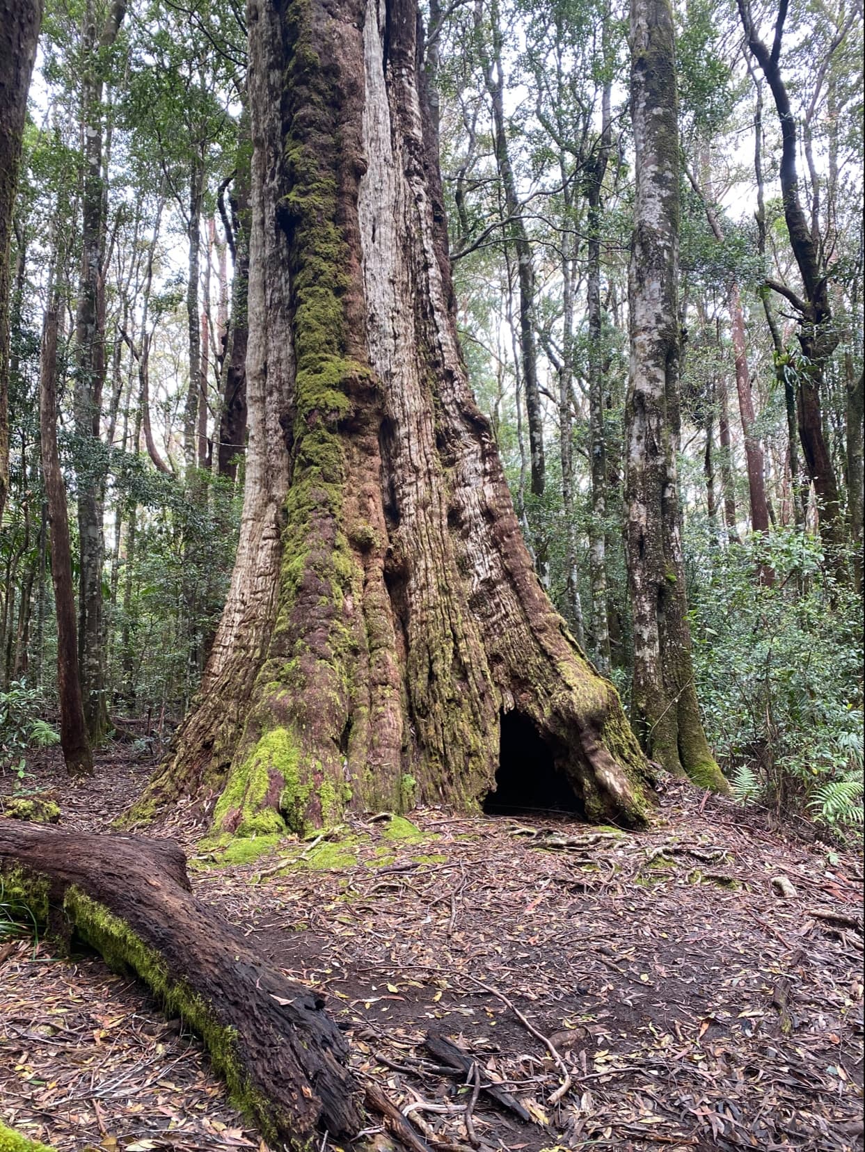 Mount Cougal — Currumbin, Gold Coast