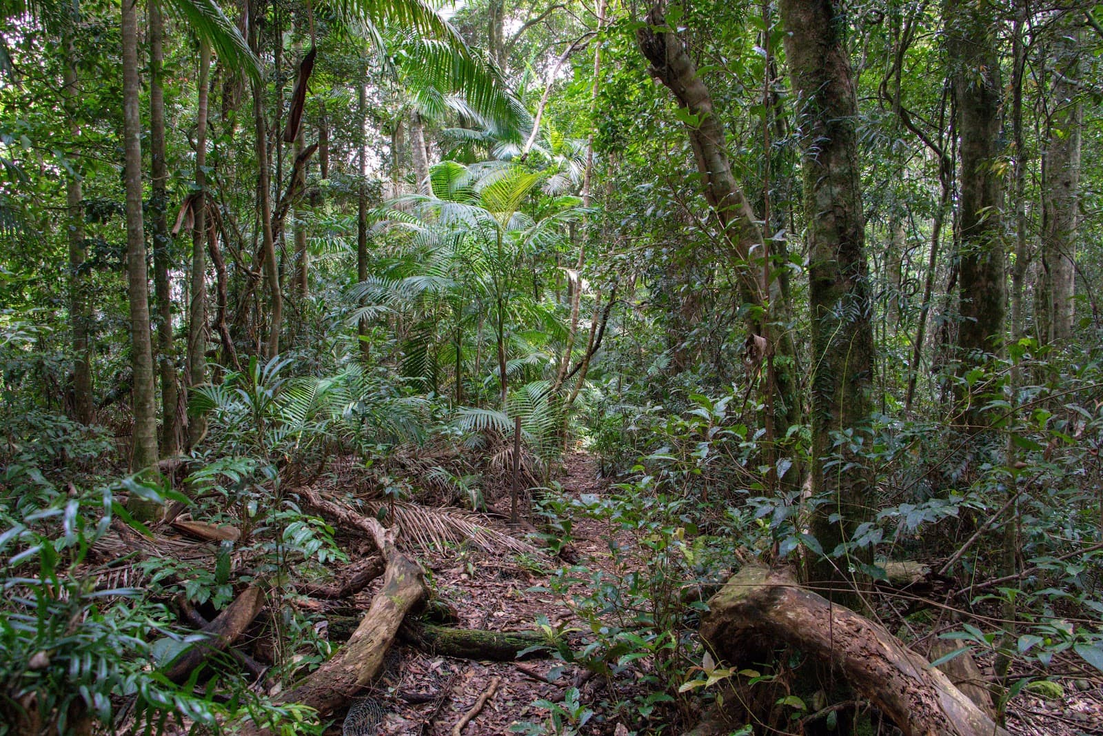 Mount Cougal — Currumbin, Gold Coast