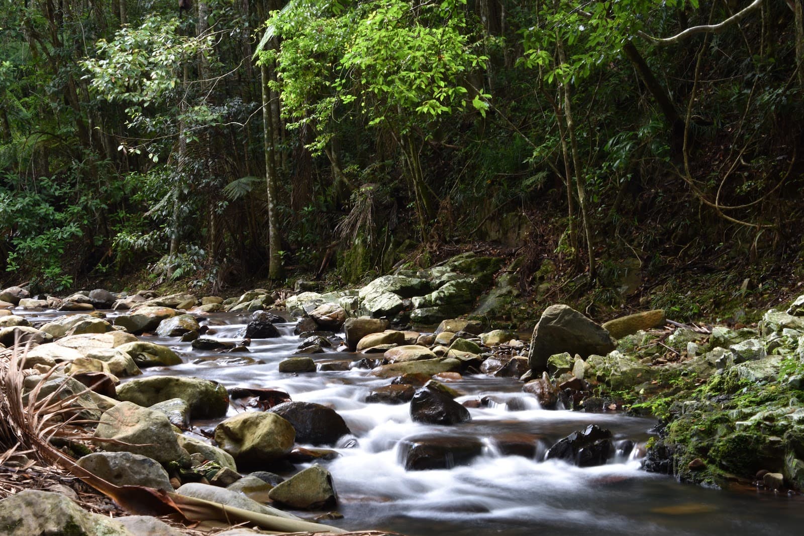 Cougal Cascade — Currumbin, Gold Coast