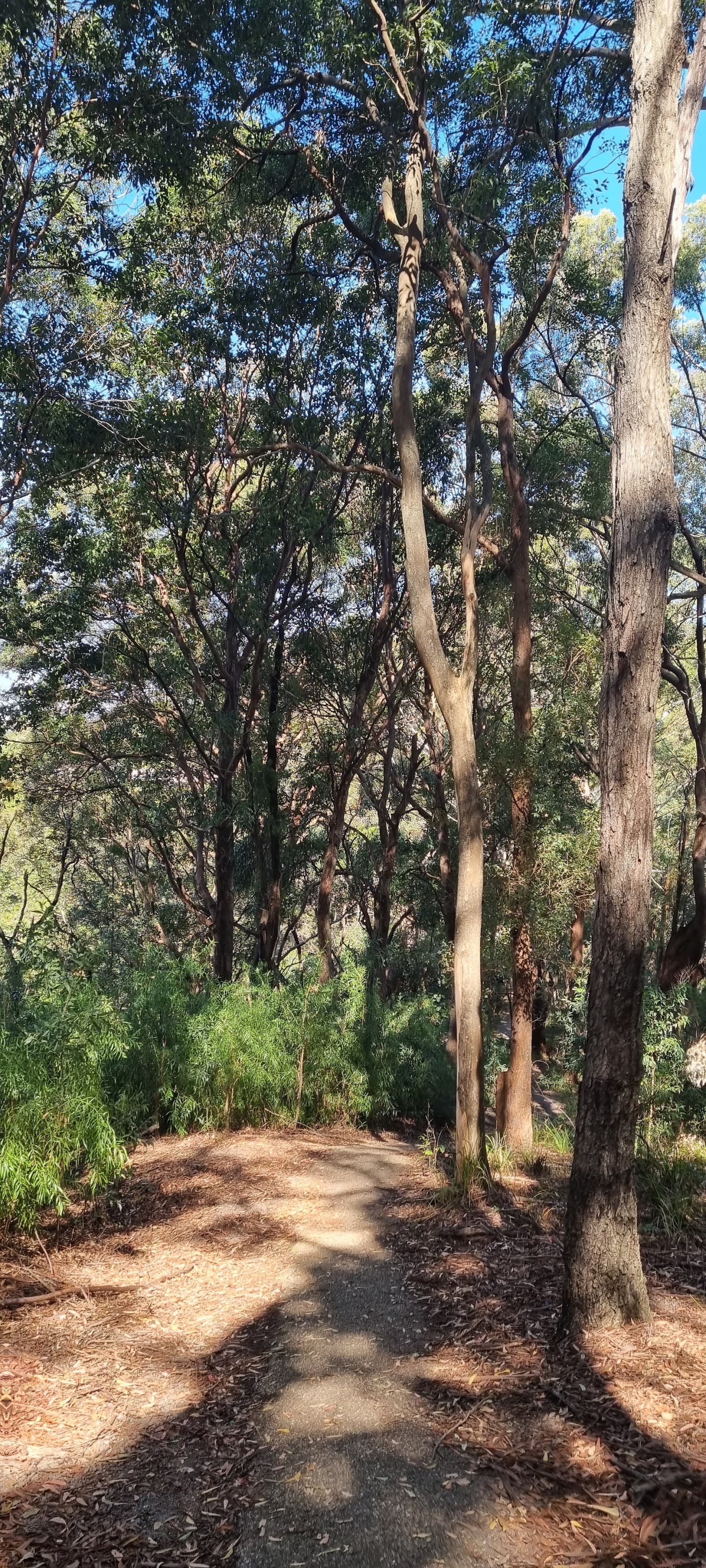Tugun Hill Conservation Area — Currumbin, Gold Coast