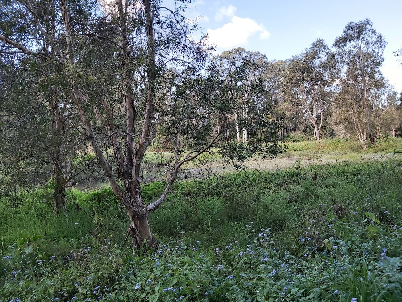 Varsity Lakes Wetlands Walking Track — Robina, Gold Coast