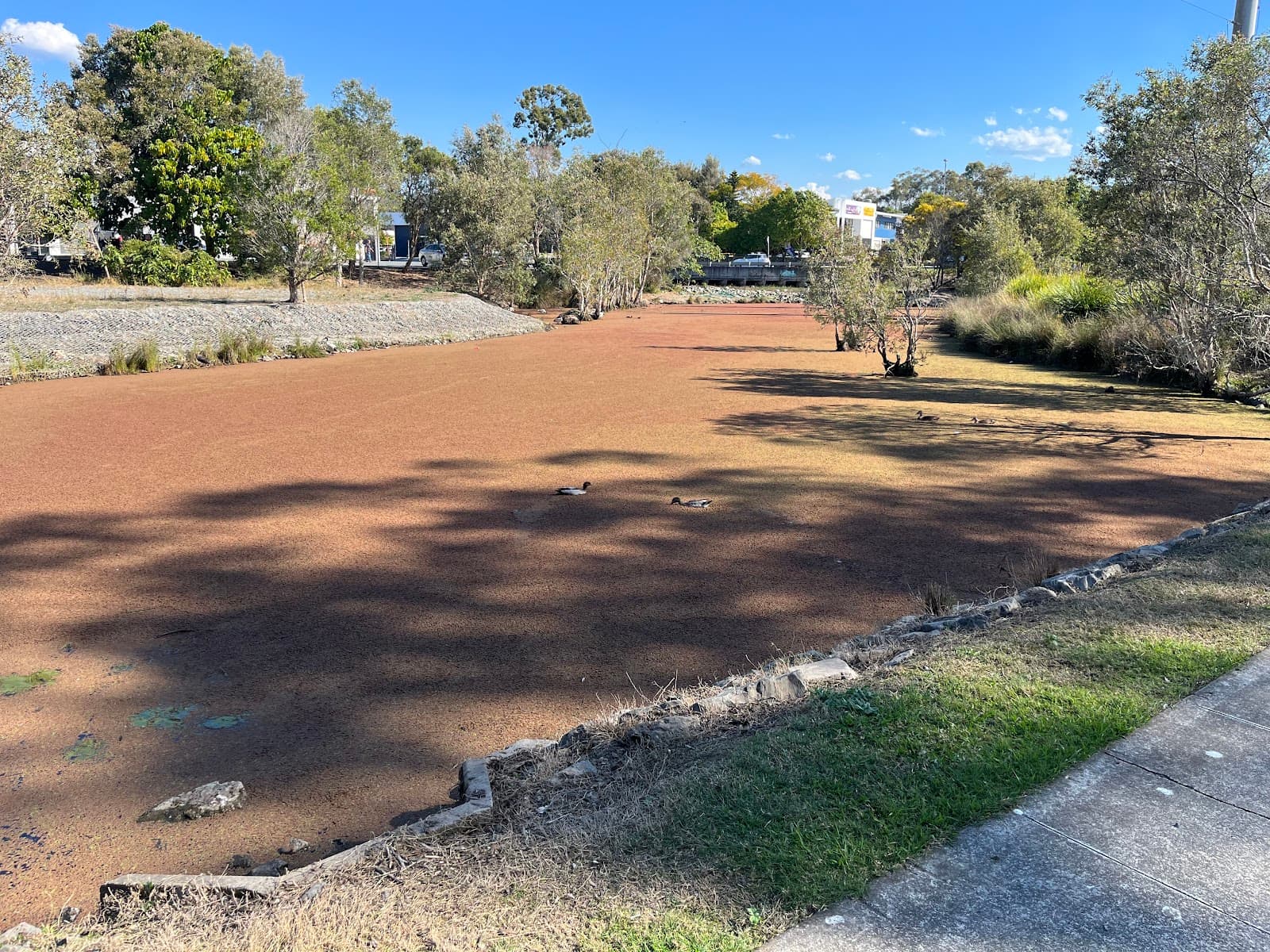 Varsity Lakes Wetlands Walking Track — Robina, Gold Coast