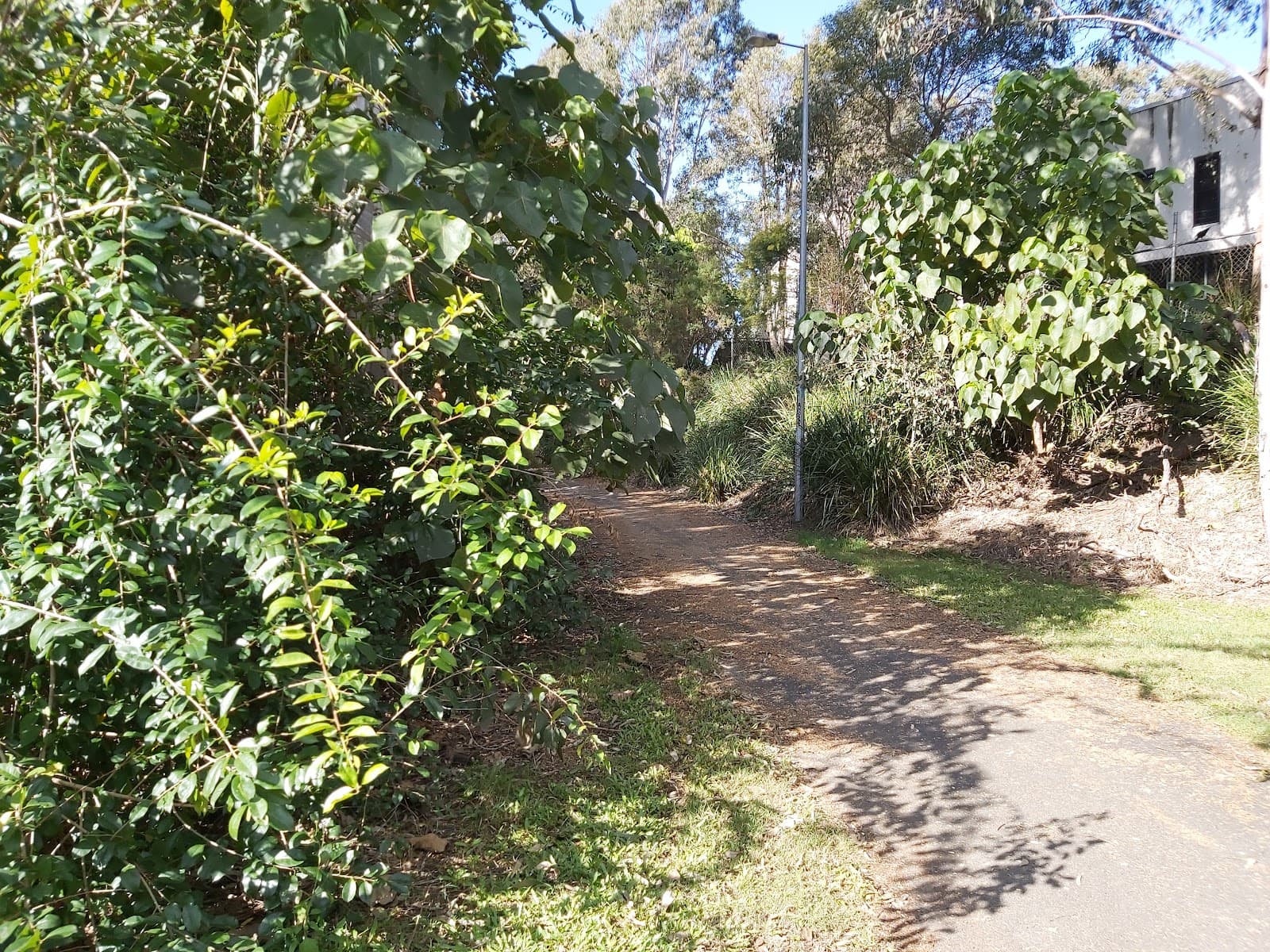 Varsity Lakes Wetlands Walking Track — Robina, Gold Coast