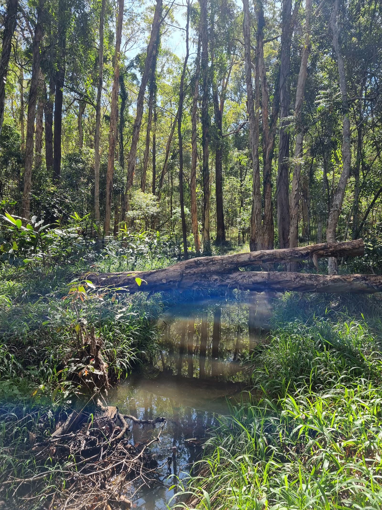 Nerang National Park — Robina, Gold Coast