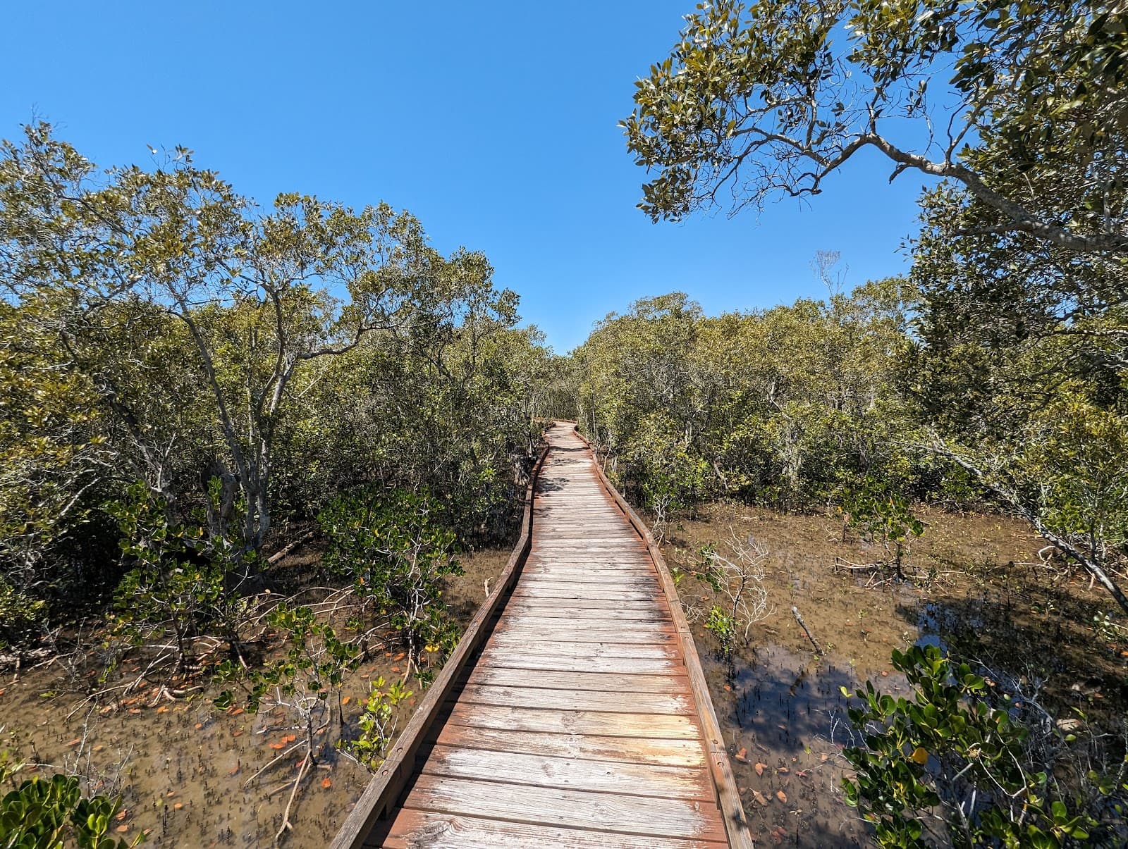 Coombabah Reserve & Mangrove Walk — Hope Island, Gold Coast