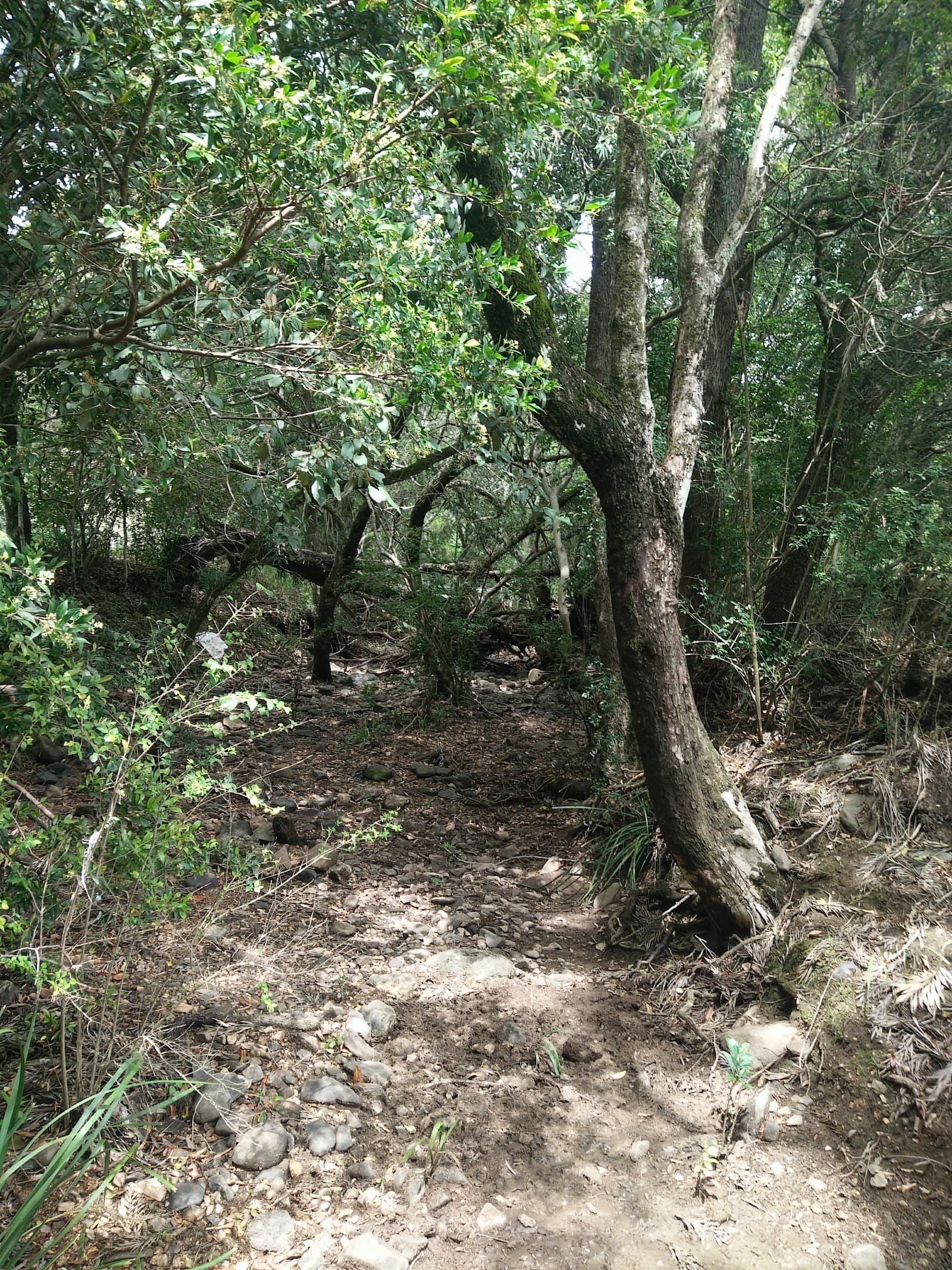Willow Vale Recreational Trail — Hope Island, Gold Coast
