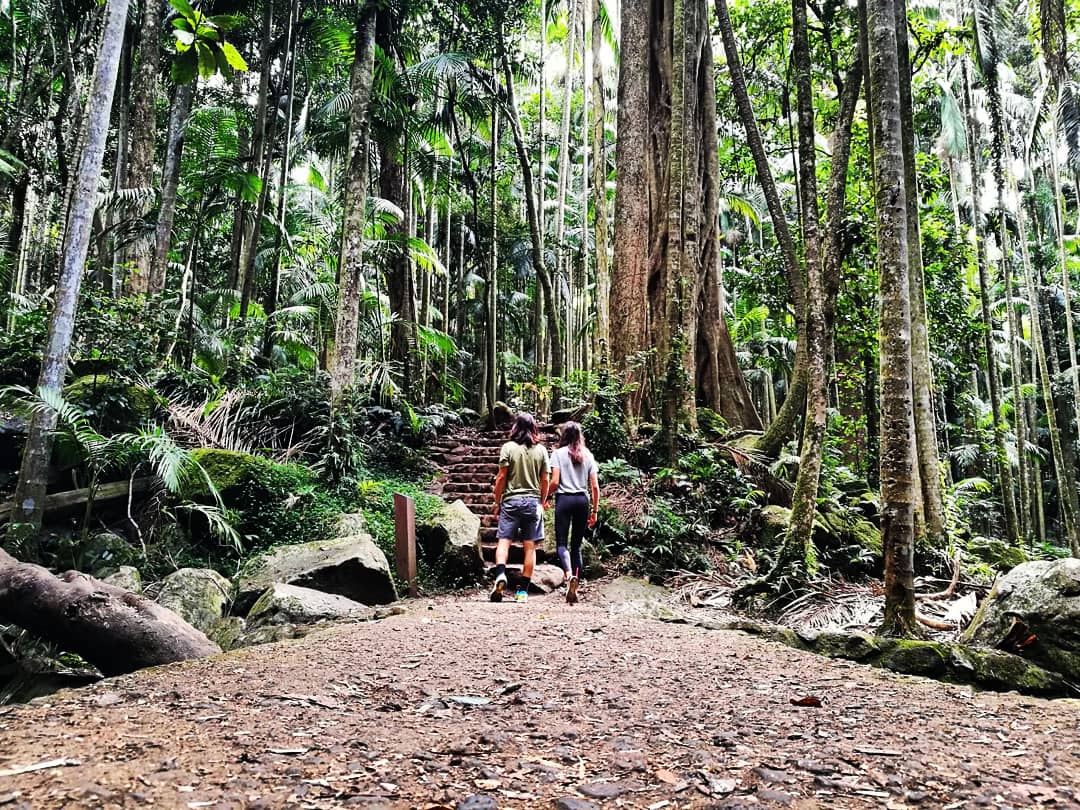 Curtis Falls Walking Track — Hope Island, Gold Coast