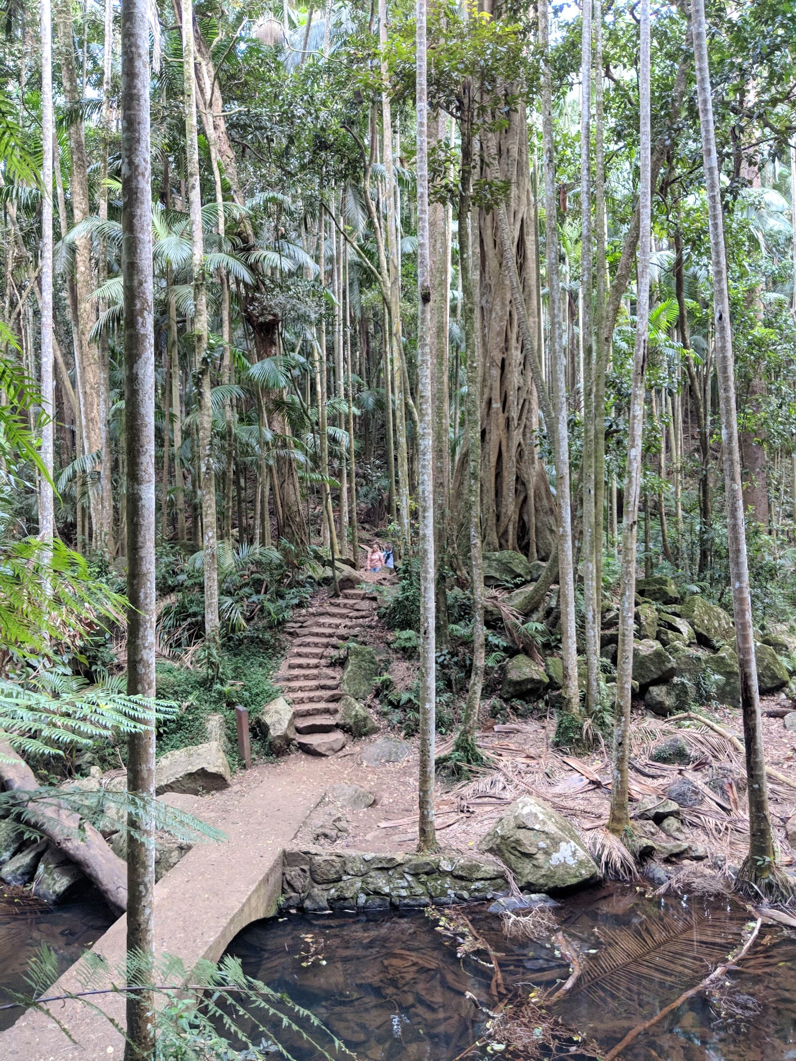 Curtis Falls Walking Track — Hope Island, Gold Coast