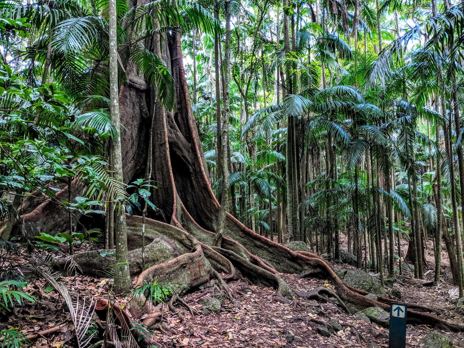 Witches Falls walking track — Hope Island, Gold Coast