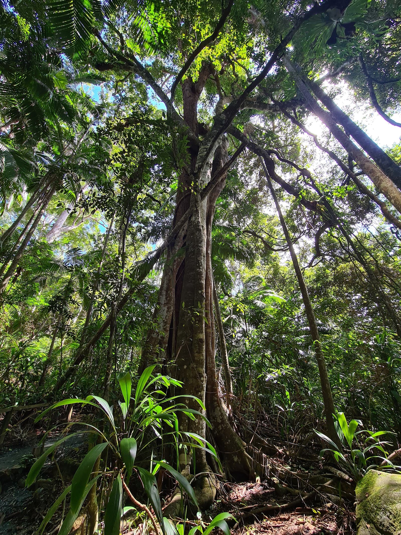 Mount Tamborine Rainforest Walk — Hope Island, Gold Coast