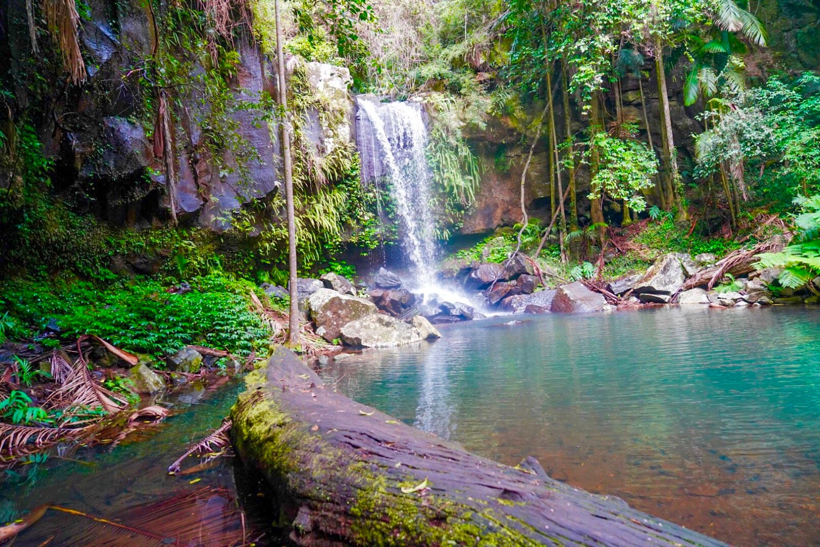 Mount Tamborine Rainforest Walk — Hope Island, Gold Coast