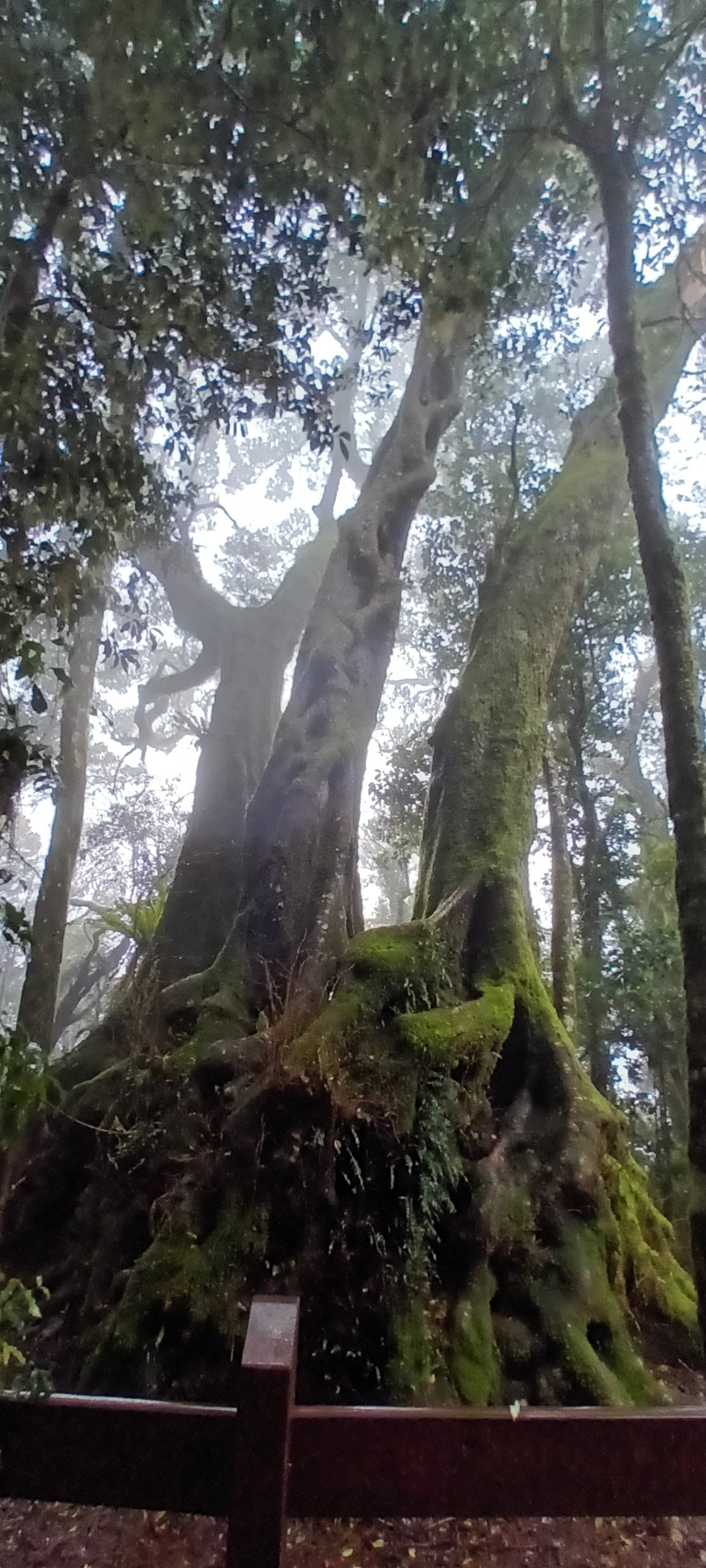 Best of All Lookout — Hope Island, Gold Coast