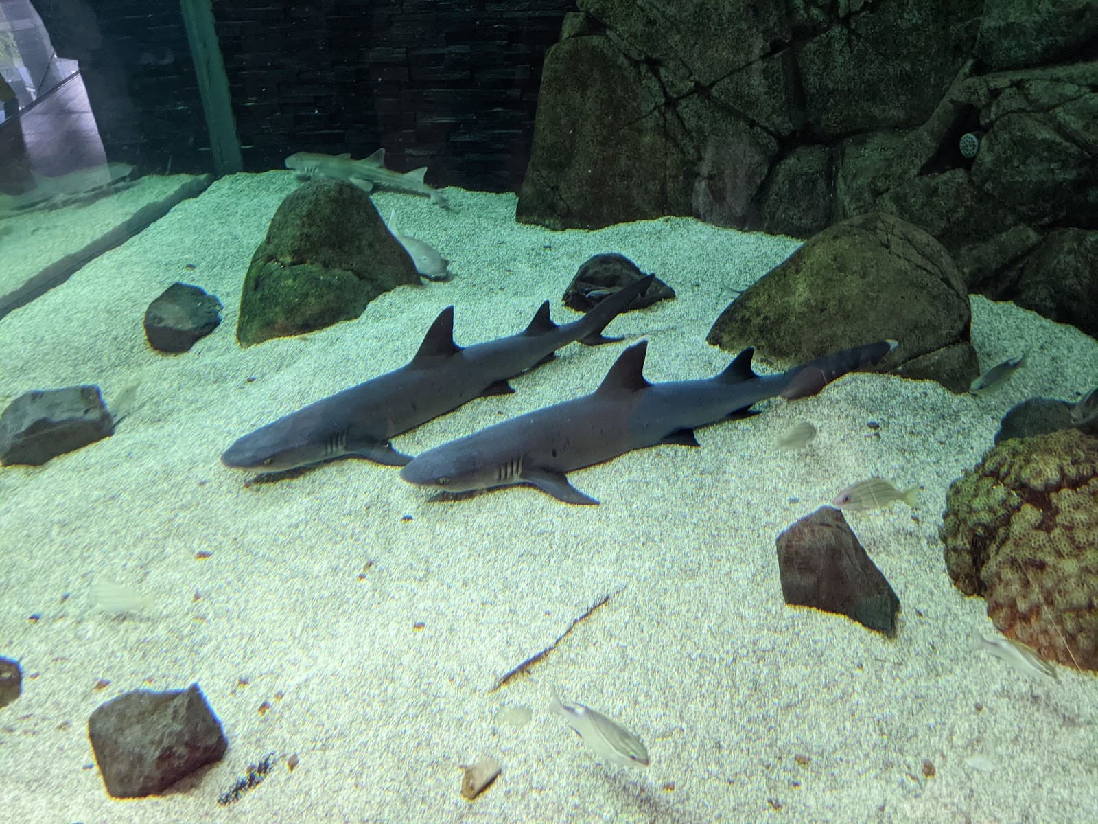 Southport Sharks — Southport, Gold Coast