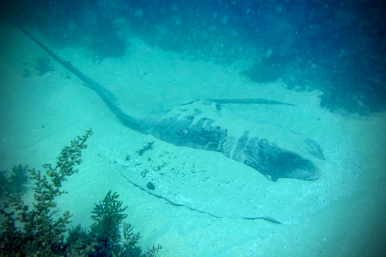 Kirra Reef — Coolangatta, Gold Coast
