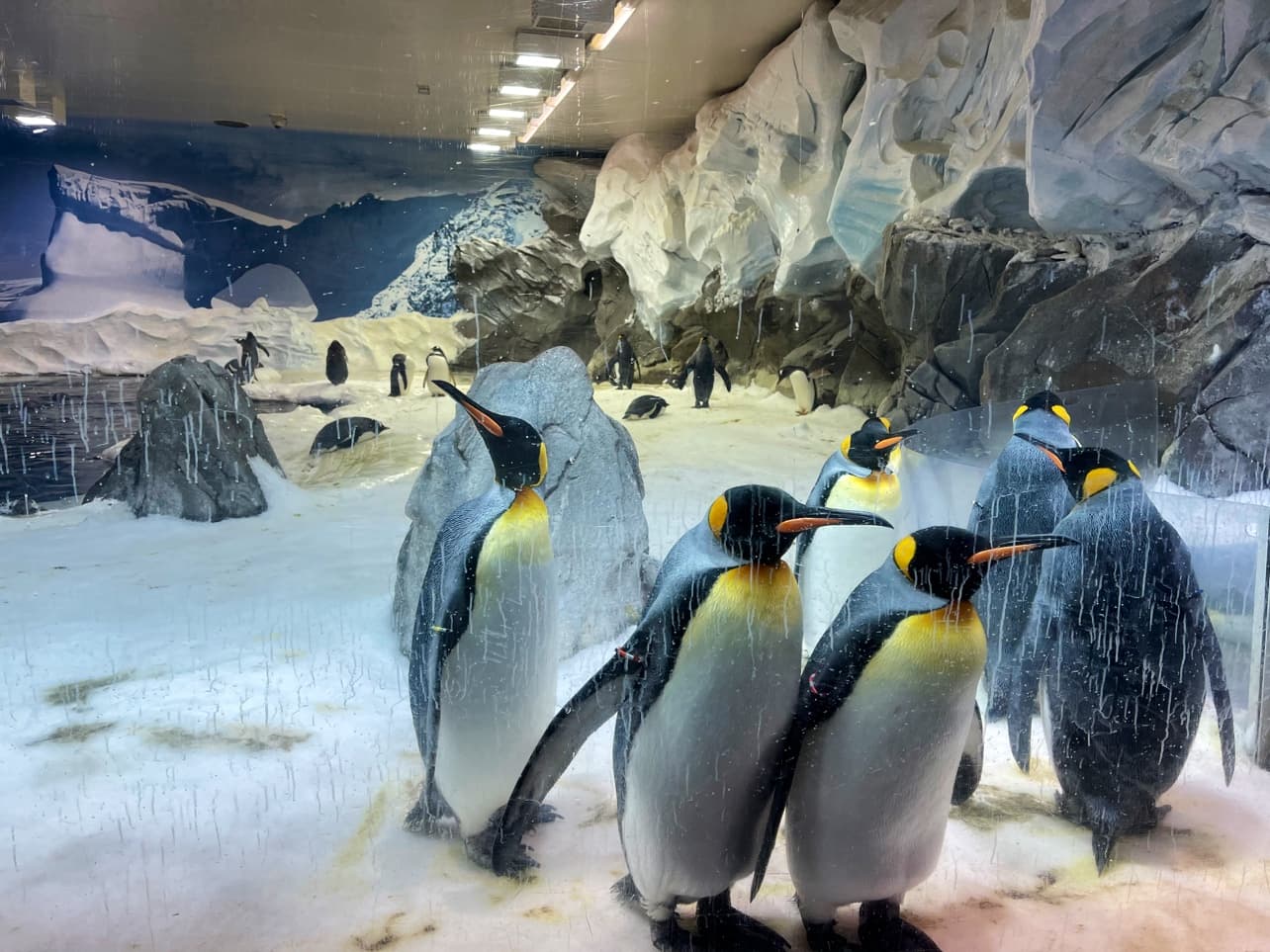 Penguin Encounter — Main Beach, Gold Coast