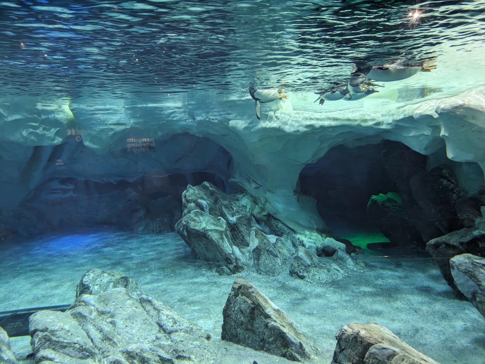Penguin Encounter — Main Beach, Gold Coast